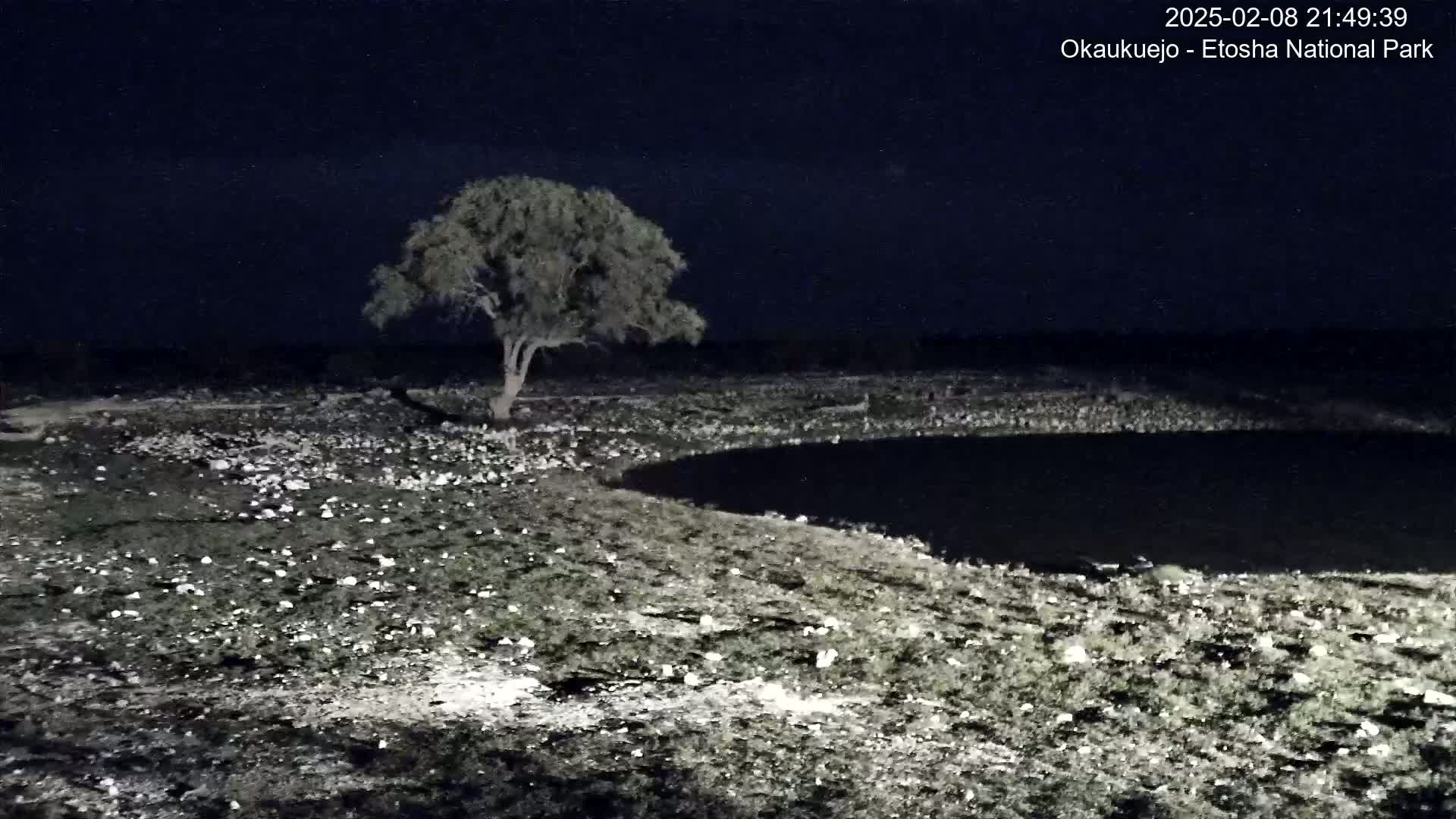 A single tree stands near a dark body of water at night on a sparsely vegetated plain.