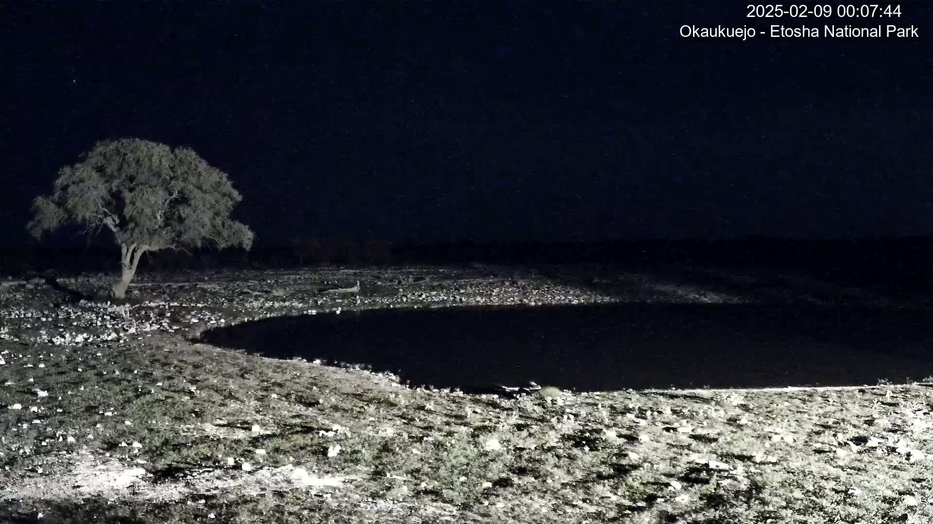 A single tree stands near a dark body of water under a clear night sky.