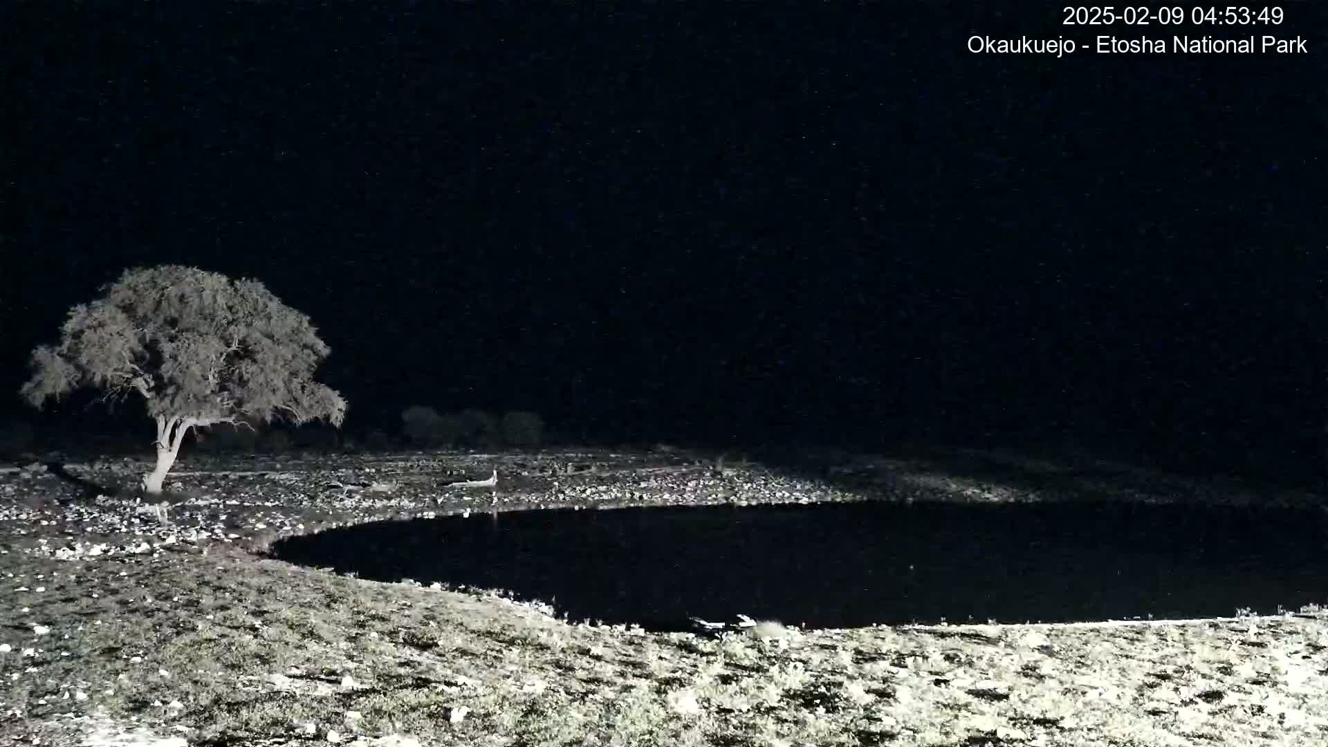 A single tree stands near a dark body of water under a night sky.