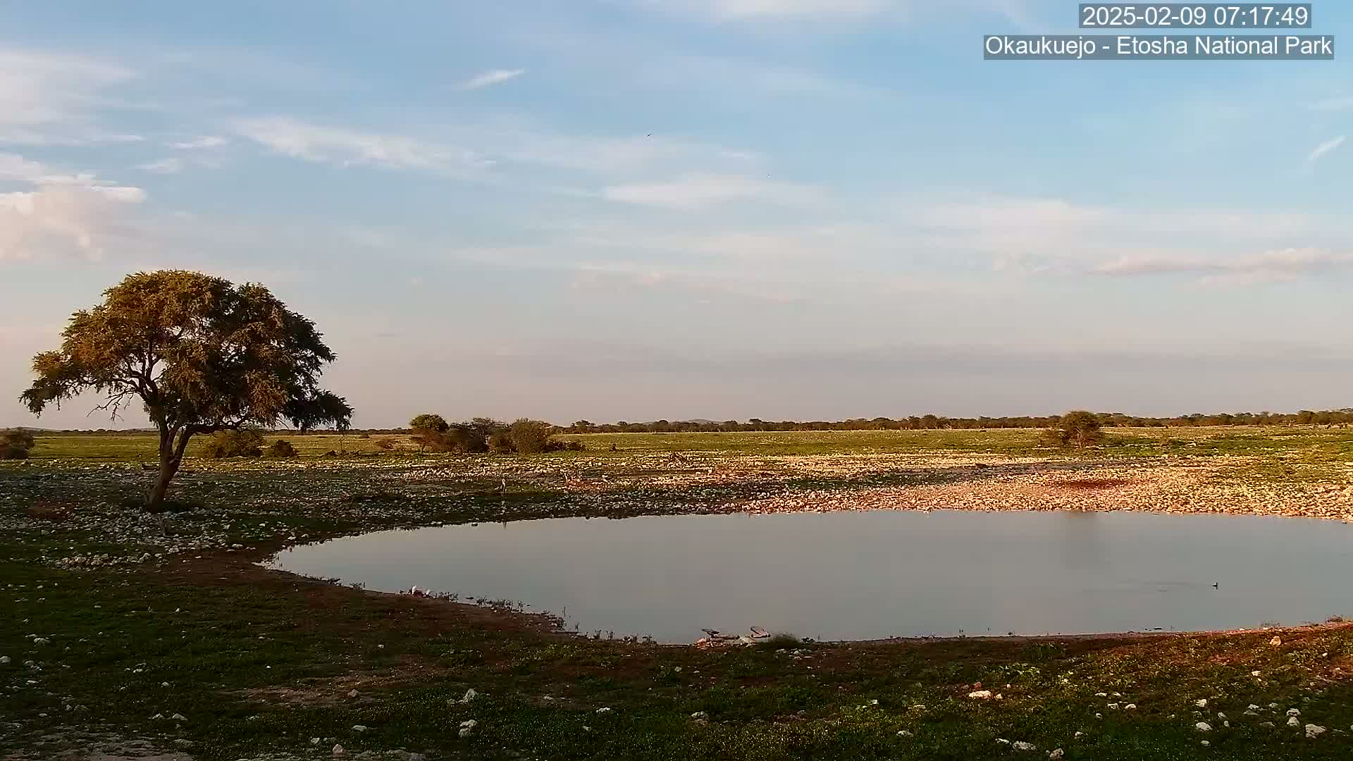 A small watering hole sits in a grassy, rocky plain under a mostly clear, light blue sky, with a single tree standing near the water's edge.