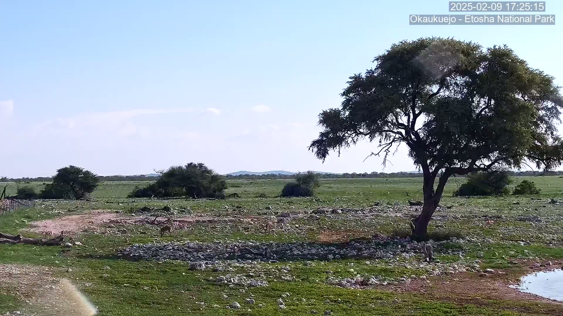 A grassy, rocky plain under a mostly clear sky features several small trees, a larger tree in the foreground, and a few small animals.