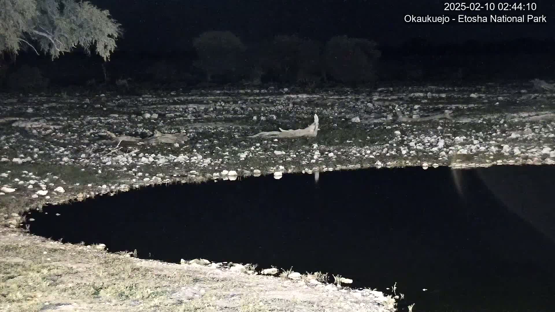 At night, an animal lies near a dark body of water on a rocky, sparsely vegetated shore.