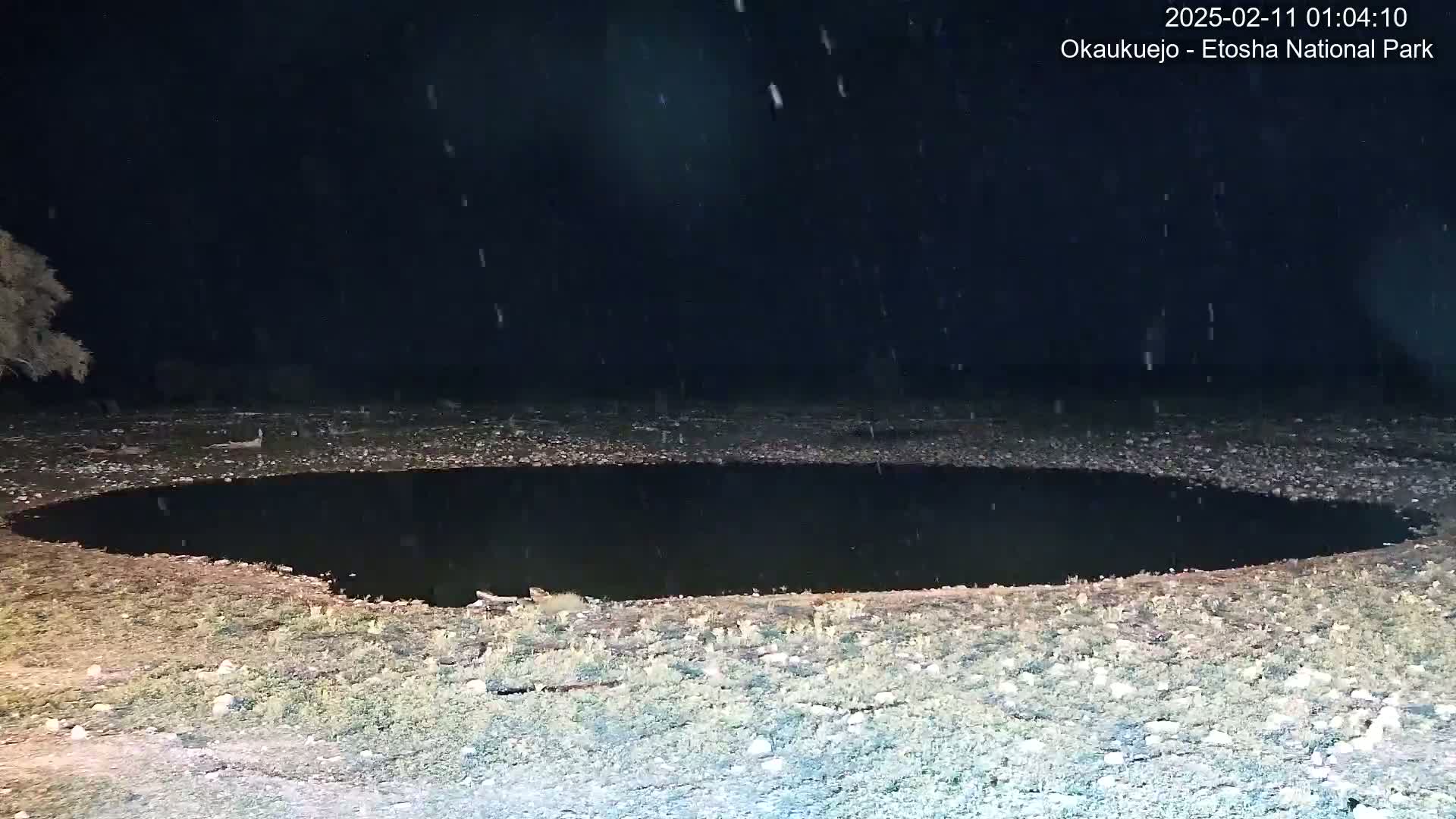 A dark, oval-shaped pool of water sits in a sparsely vegetated area at night during a light snowfall.