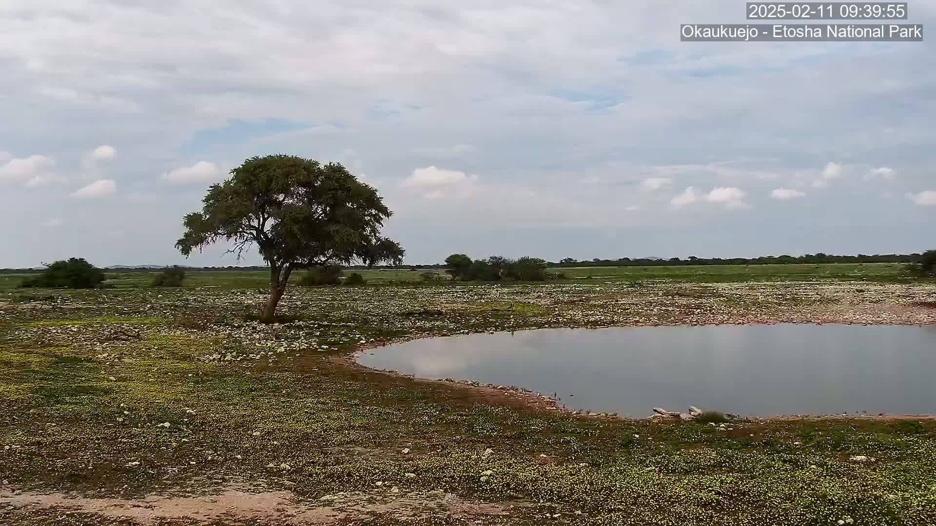 Wild Animal Life  in Okaukuejo Waterhole in Etosha National Park  -  Oshakati, Oshana, Namibia