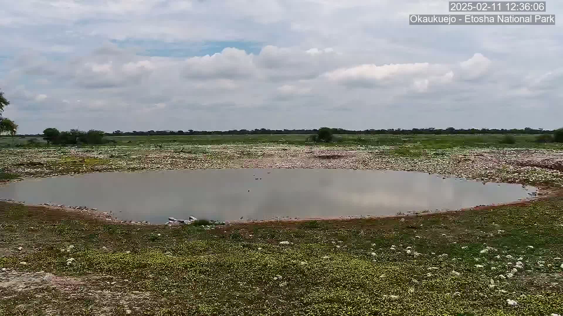 A calm, shallow pool of water sits in a flat, grassy field under a partly cloudy sky.