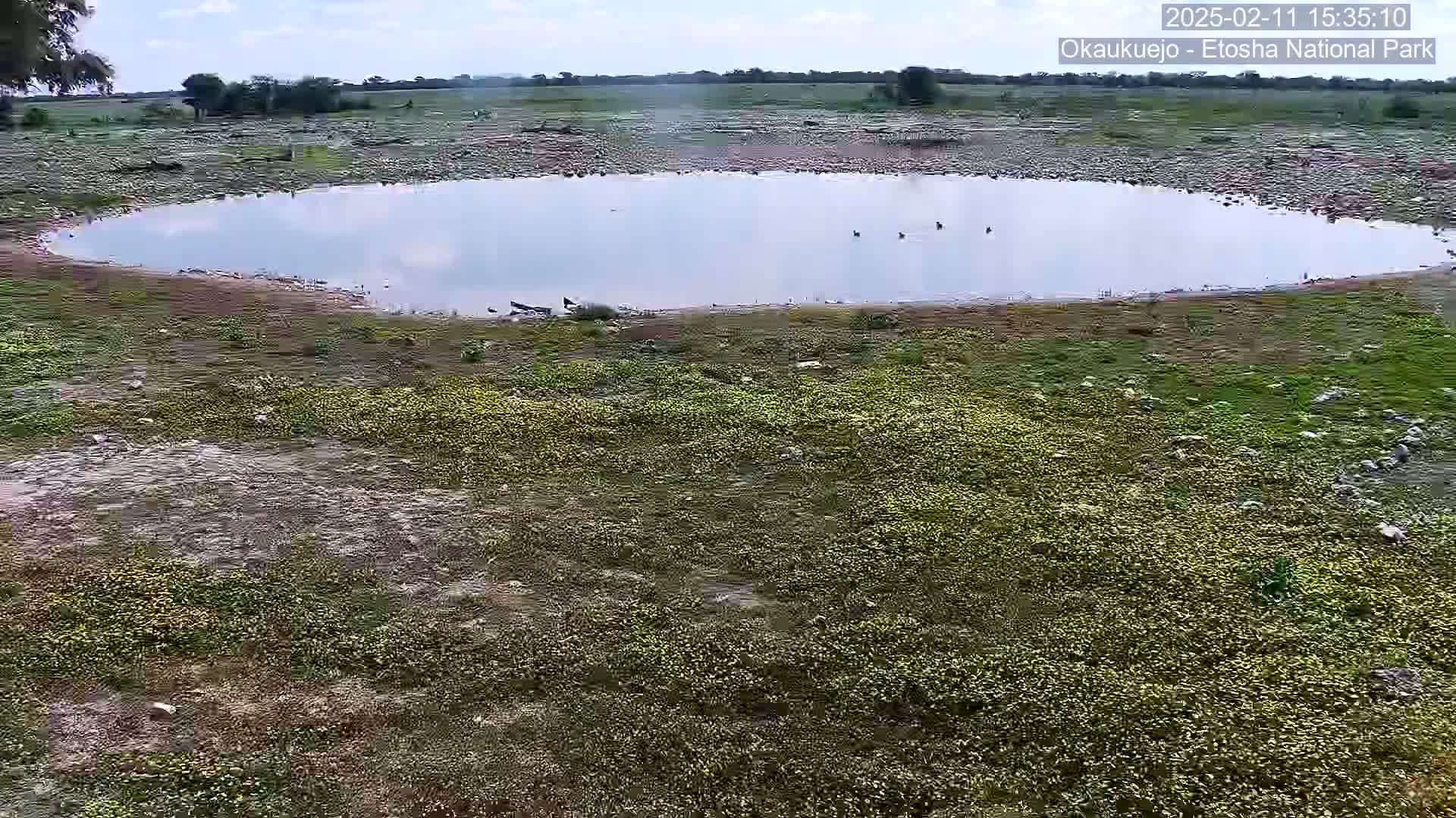 A mostly sunny day reveals a circular watering hole surrounded by sparse, low-lying vegetation and a few birds.