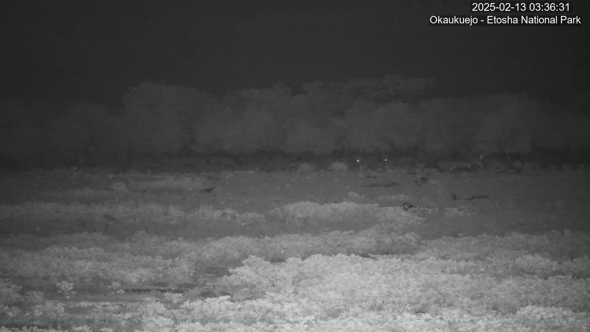 A nighttime, low-light image shows a flat expanse of low-lying vegetation under a dark sky.