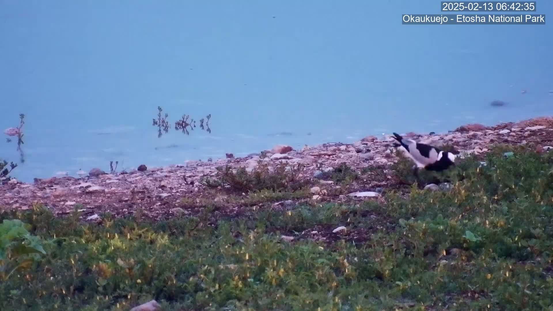 A black and white bird is on the rocky shore of a calm, light blue body of water under a clear, pale blue sky.