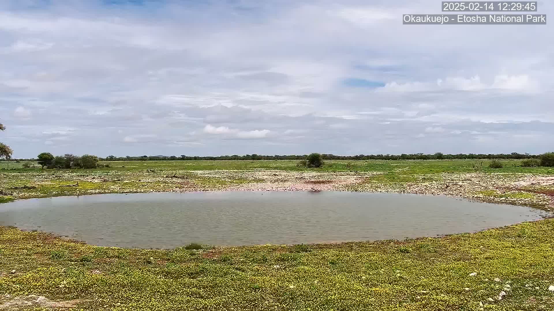 A small, still body of water sits in a flat, grassy field under a partly cloudy sky.