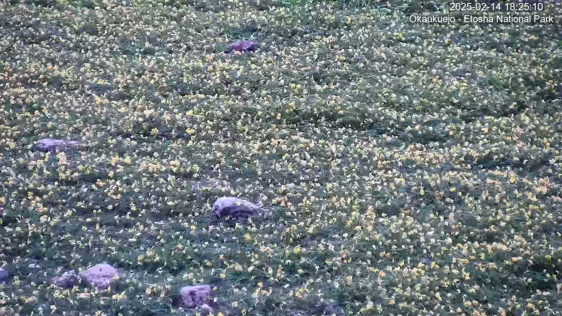 A field of small yellow flowers and scattered rocks covers the ground.