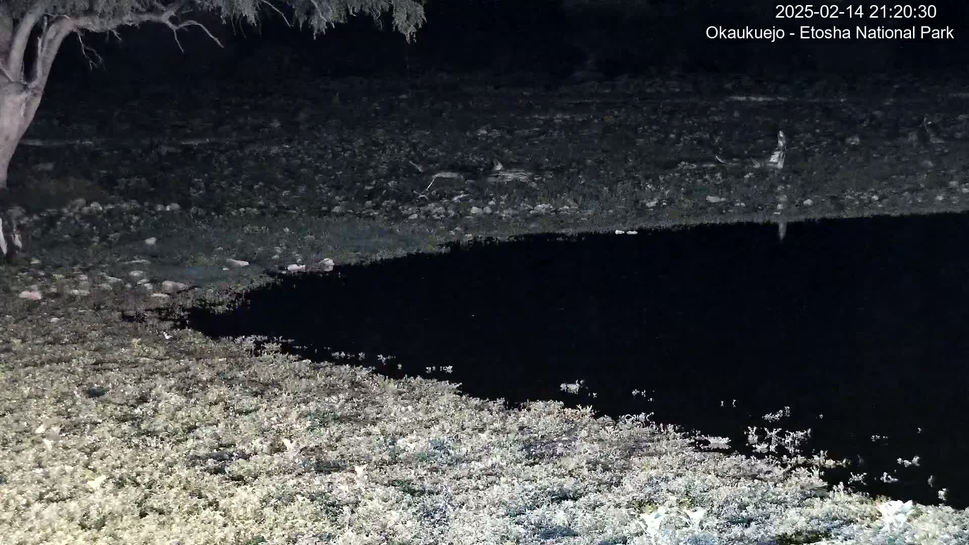 A dark body of water at night is surrounded by sparse, low-lying vegetation near a tree.