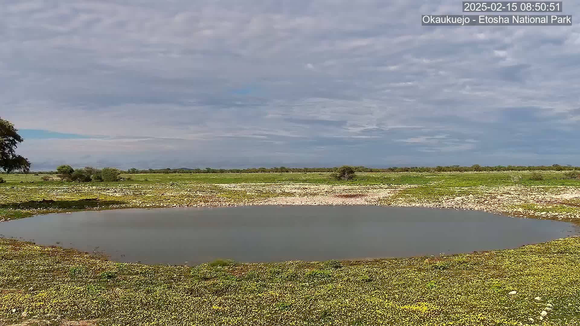 A calm, gray-watered pond sits in a field of yellow wildflowers under a mostly cloudy sky.