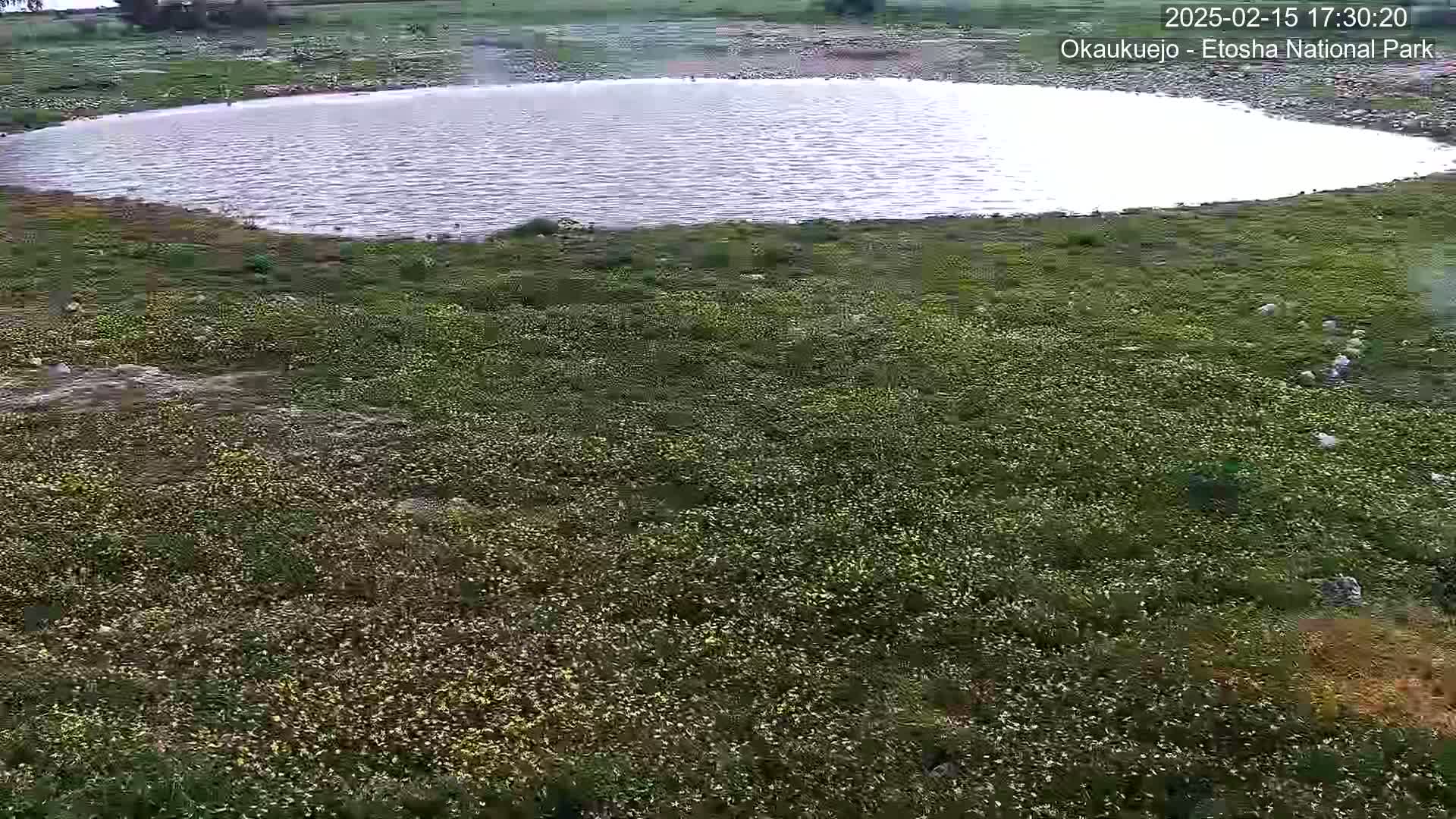 An aerial view shows a calm body of water surrounded by sparsely flowered, green land.