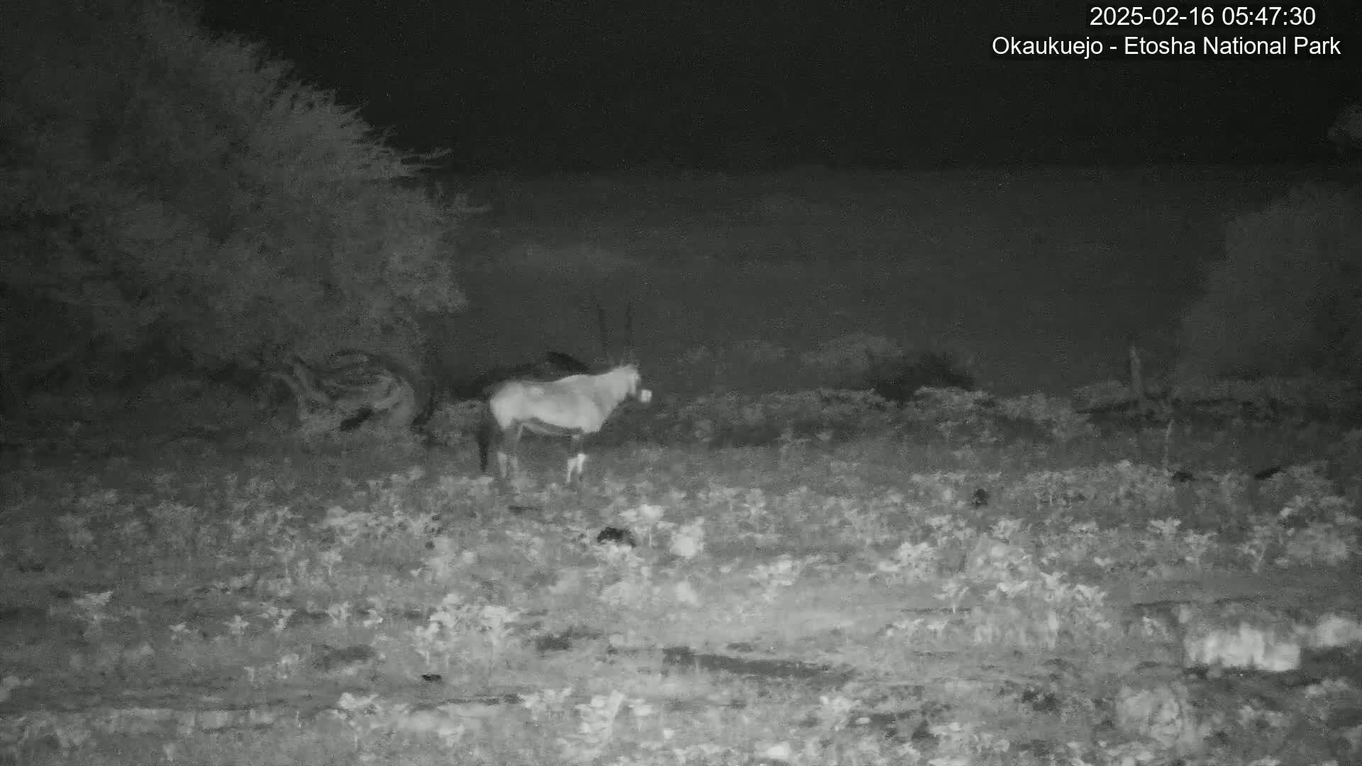A gemsbok stands in low vegetation at night.