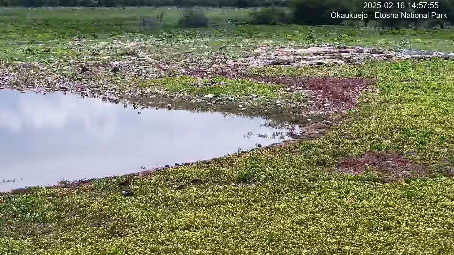 A small body of still water is partially surrounded by rocky, sparsely vegetated land, and largely covered with bright green plants.