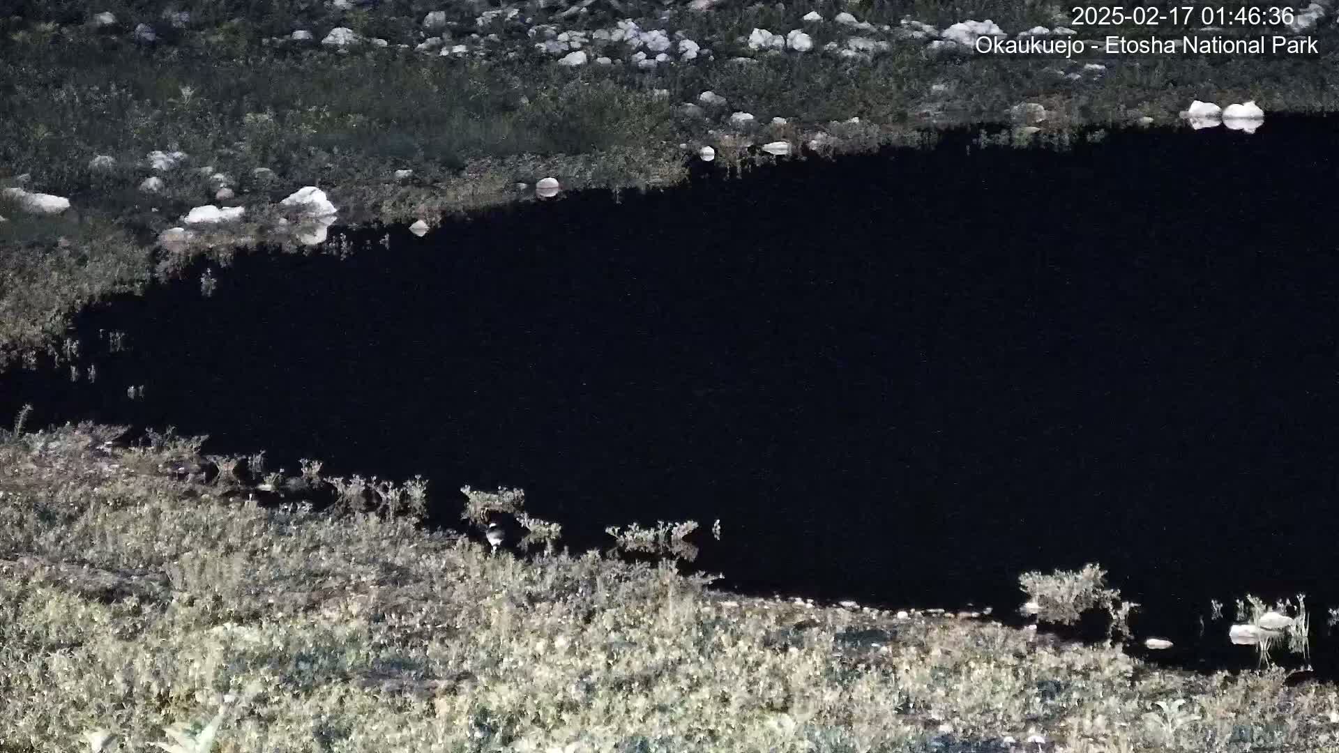 A dark body of water is surrounded by sparse, light-colored vegetation and rocks at night.