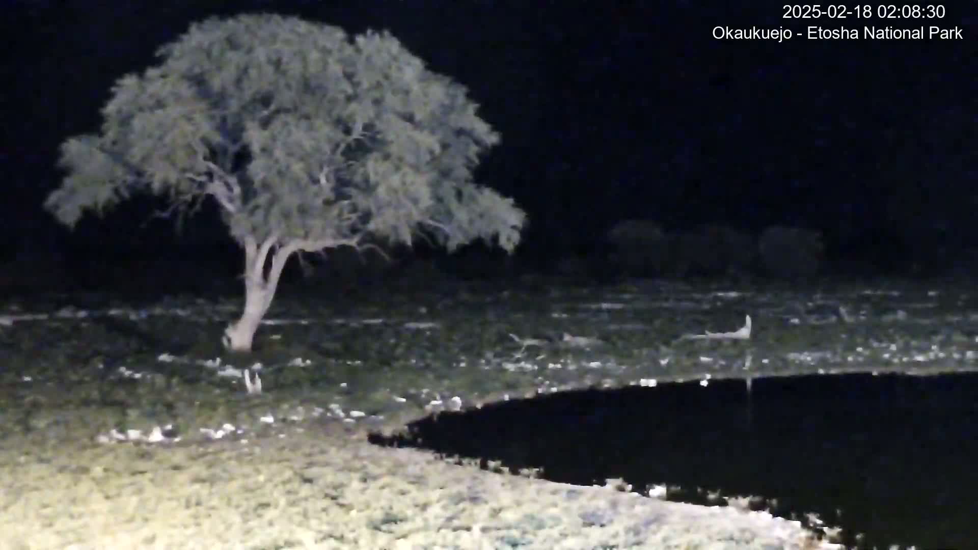 A lone tree stands near a dark body of water under a nighttime sky.
