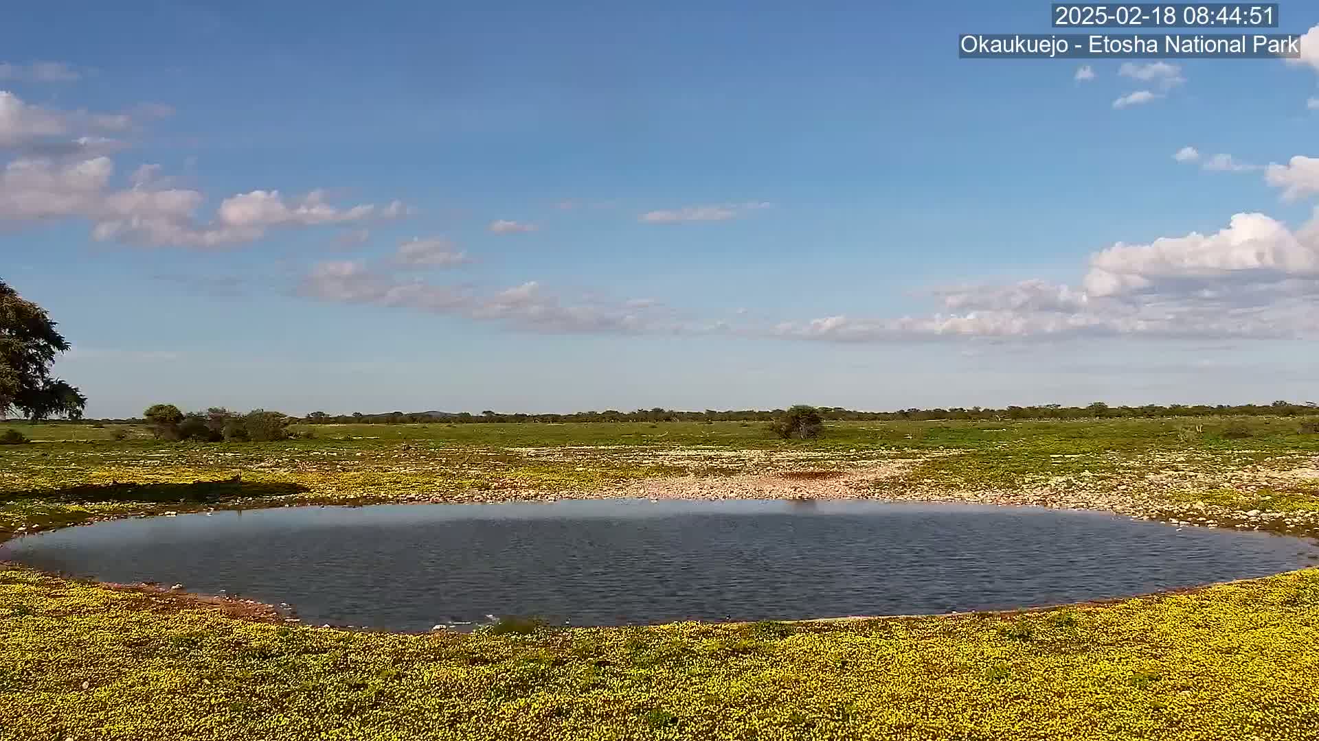 A calm, dark-colored pond sits in a field of yellow flowers under a mostly sunny sky with scattered clouds.