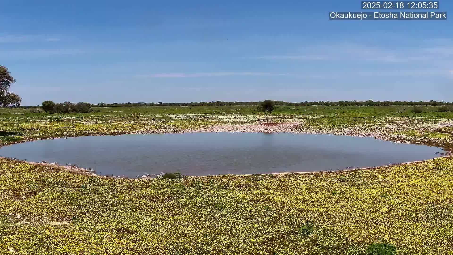 Wild Animal Life  in Okaukuejo Waterhole in Etosha National Park  -  Oshakati, Oshana, Namibia