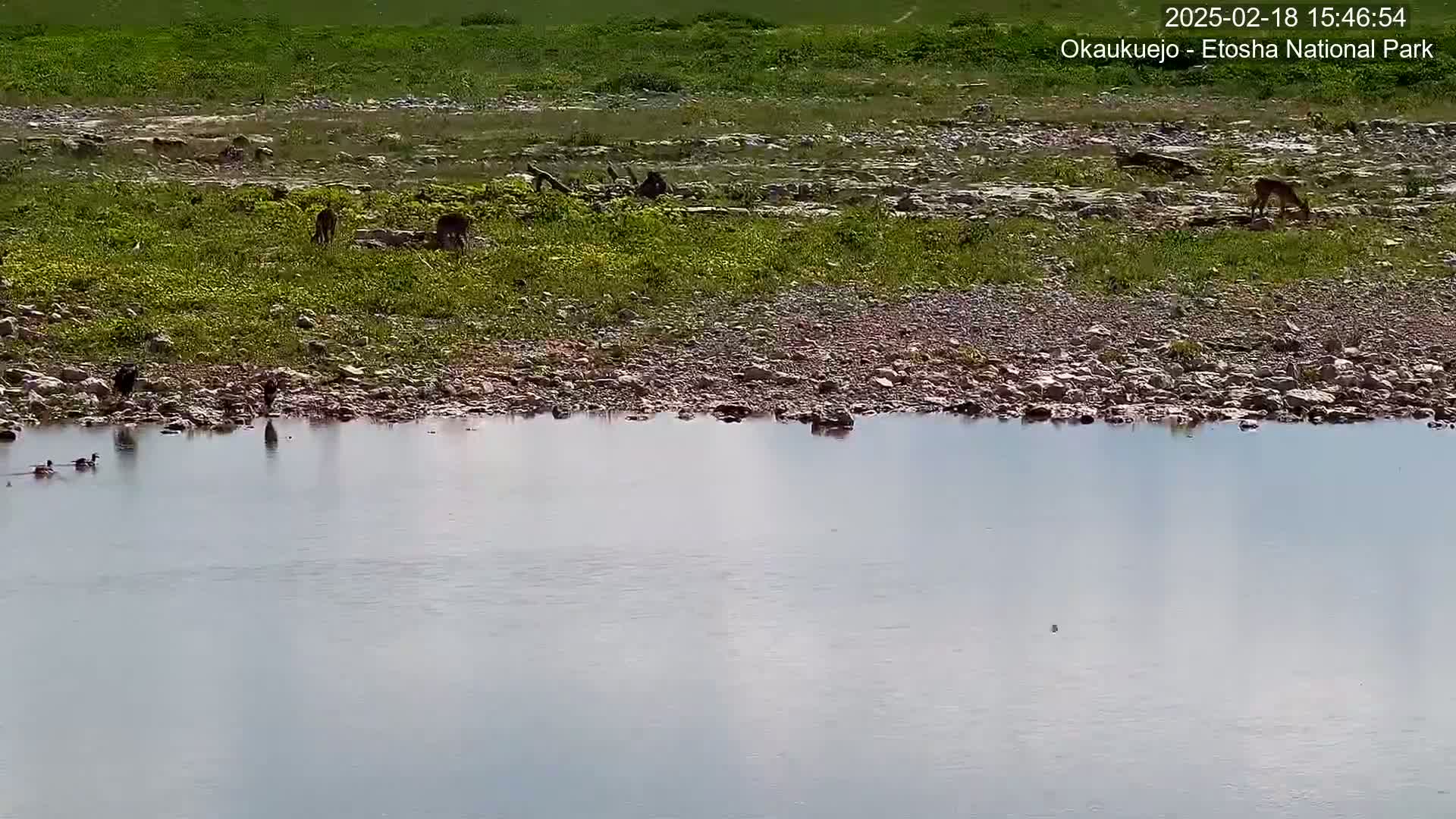 Wild Animal Life  in Okaukuejo Waterhole in Etosha National Park  -  Oshakati, Oshana, Namibia