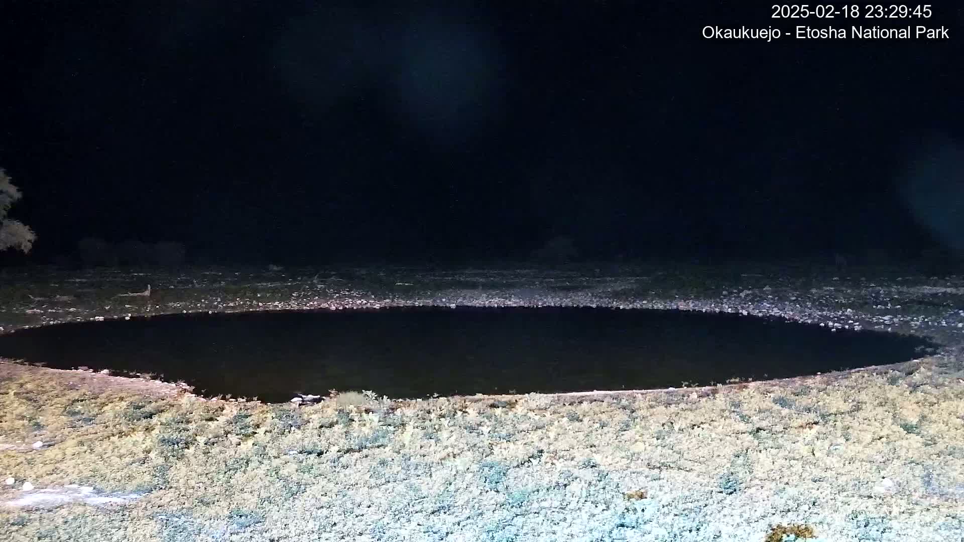 A dark, oval-shaped body of water is surrounded by sparse, light-colored vegetation under a clear, nighttime sky.