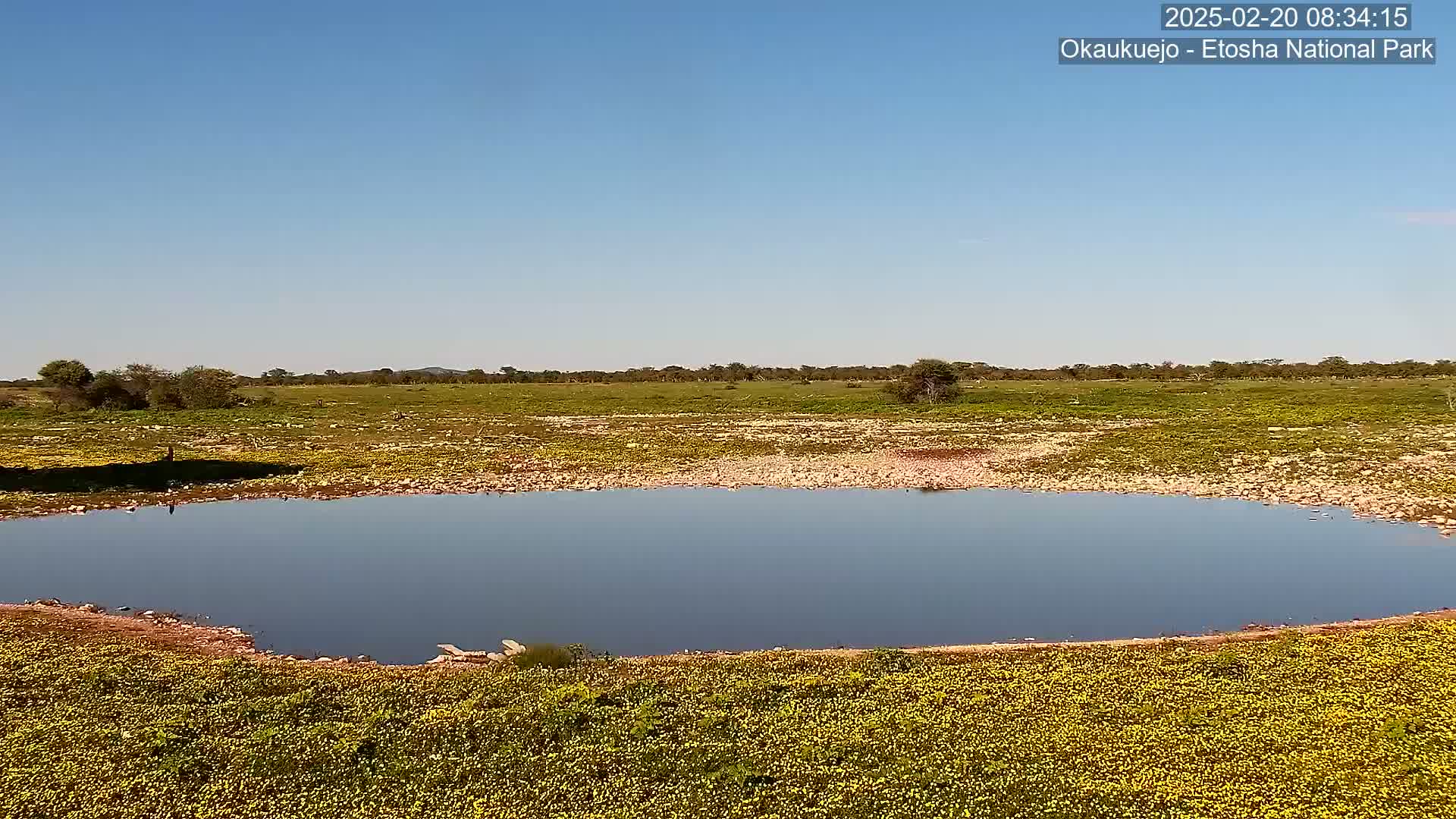 A calm body of water sits in a flat, grassy field under a clear blue sky.