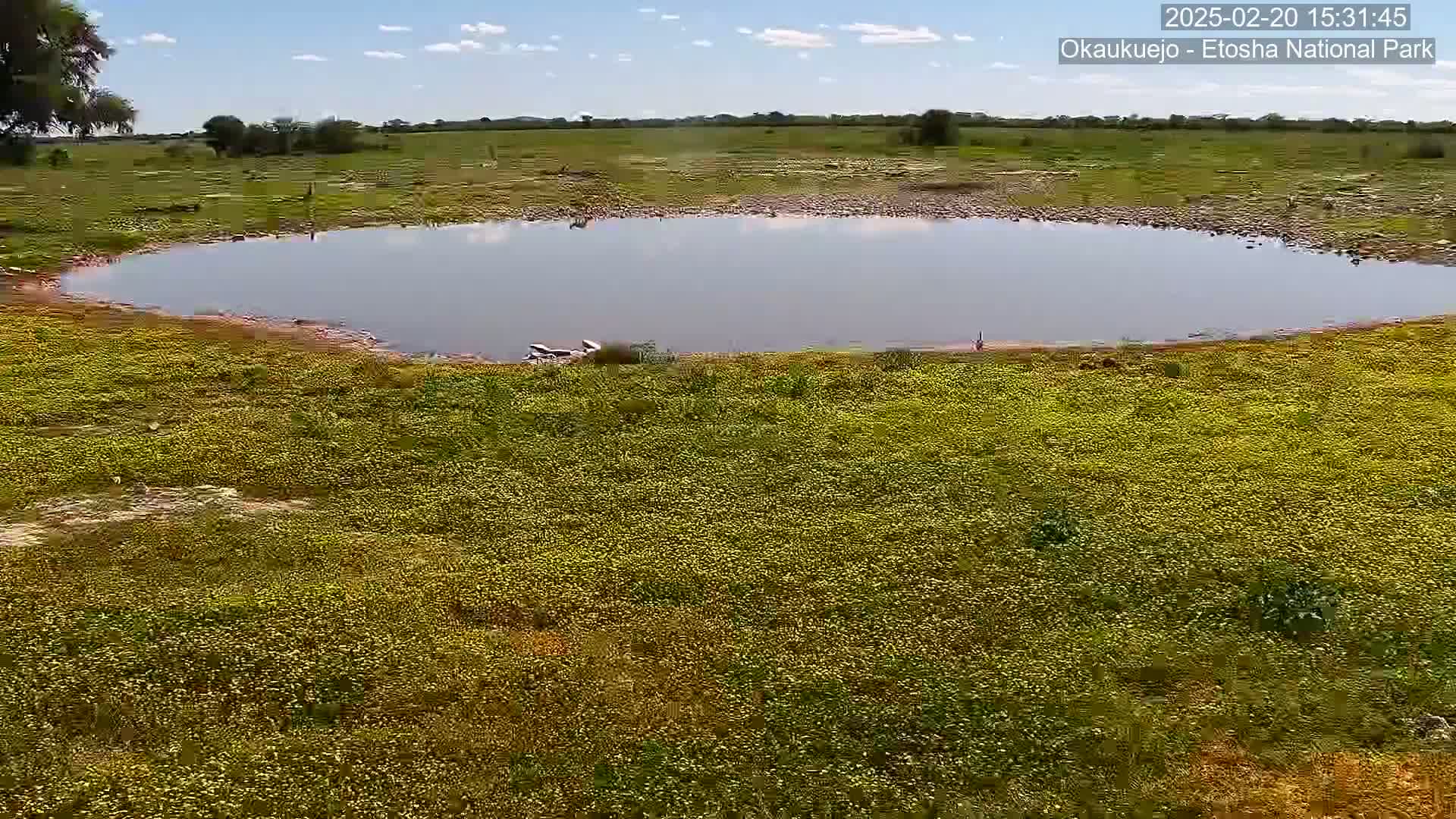 A calm, partly cloudy day reveals a tranquil watering hole surrounded by a field of yellow wildflowers.
