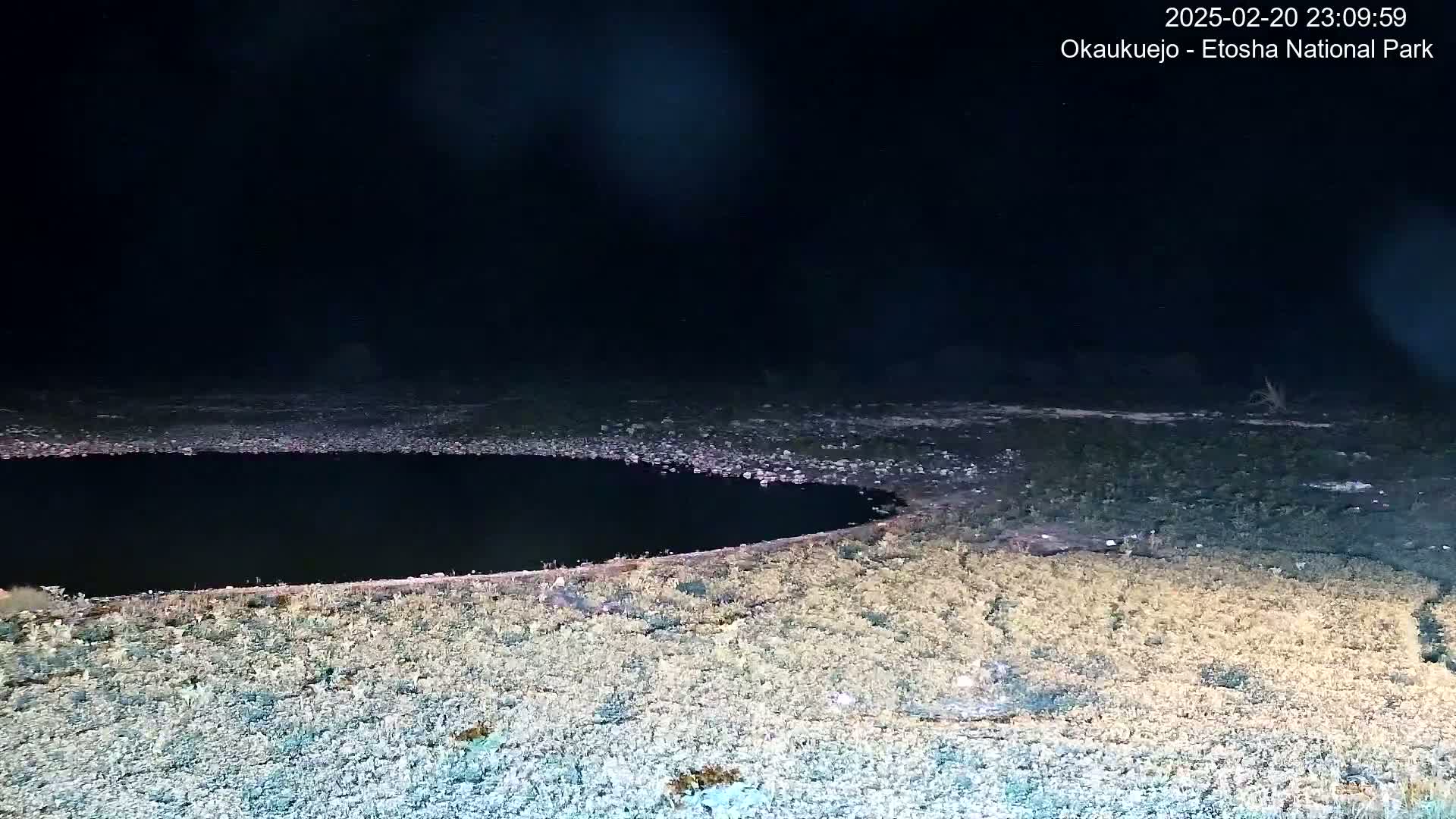A dark, nighttime scene shows a small, dark body of water surrounded by light-colored, sparse vegetation under a clear, black sky.