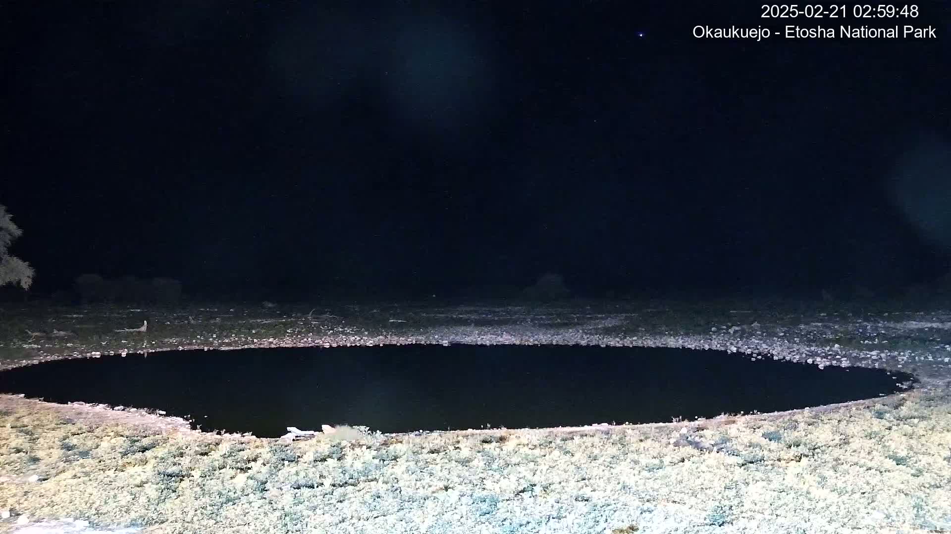 A dark, still body of water is surrounded by light-colored, sparse vegetation under a clear, starlit night sky.