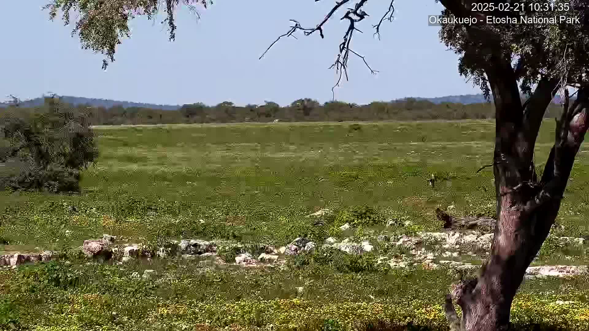 A sprawling grassy plain dotted with rocks and small shrubs under a clear blue sky is viewed from behind the trunk of a large tree.