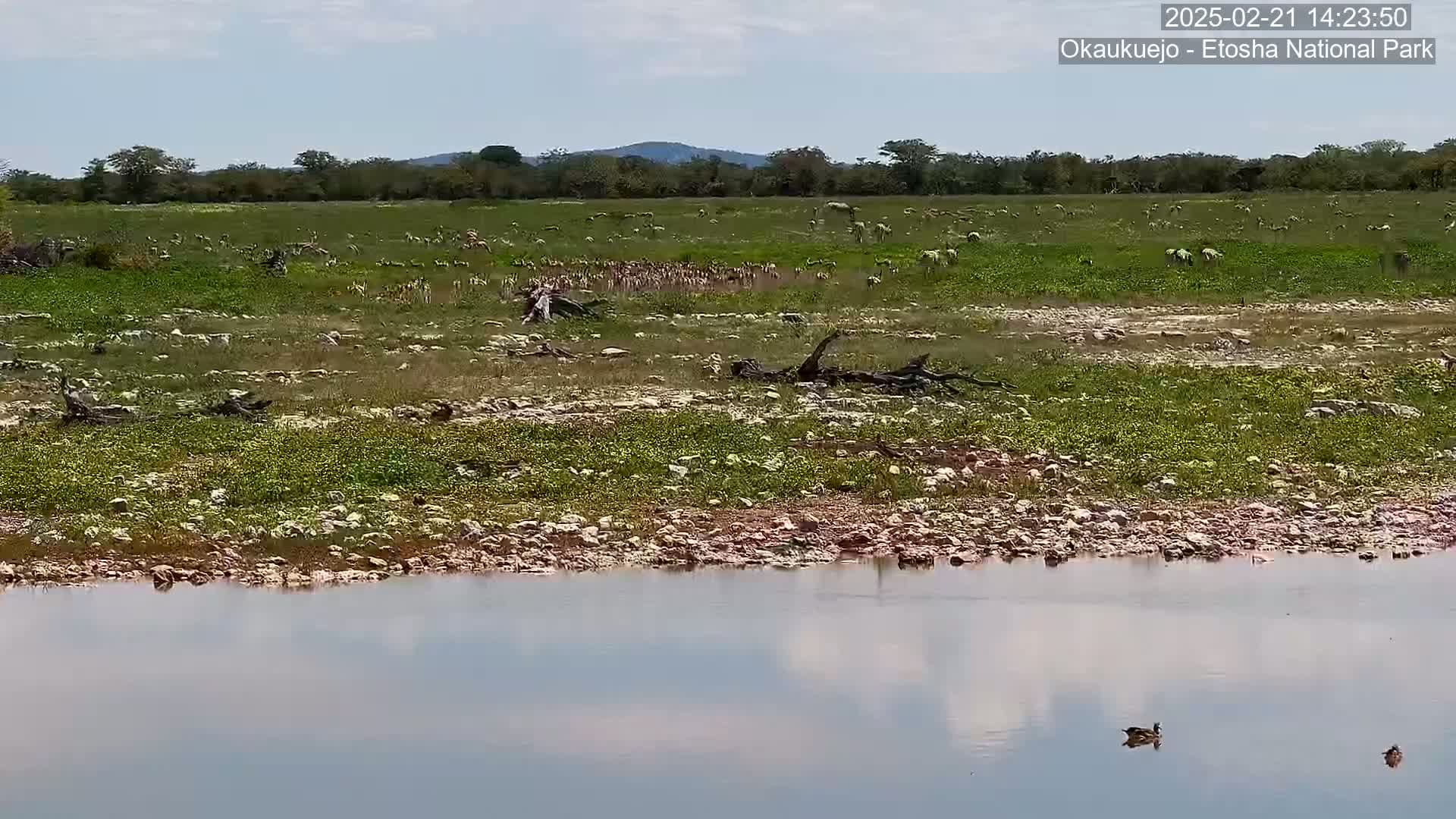 A large herd of animals grazes on a grassy plain near a calm body of water under a partly cloudy sky.