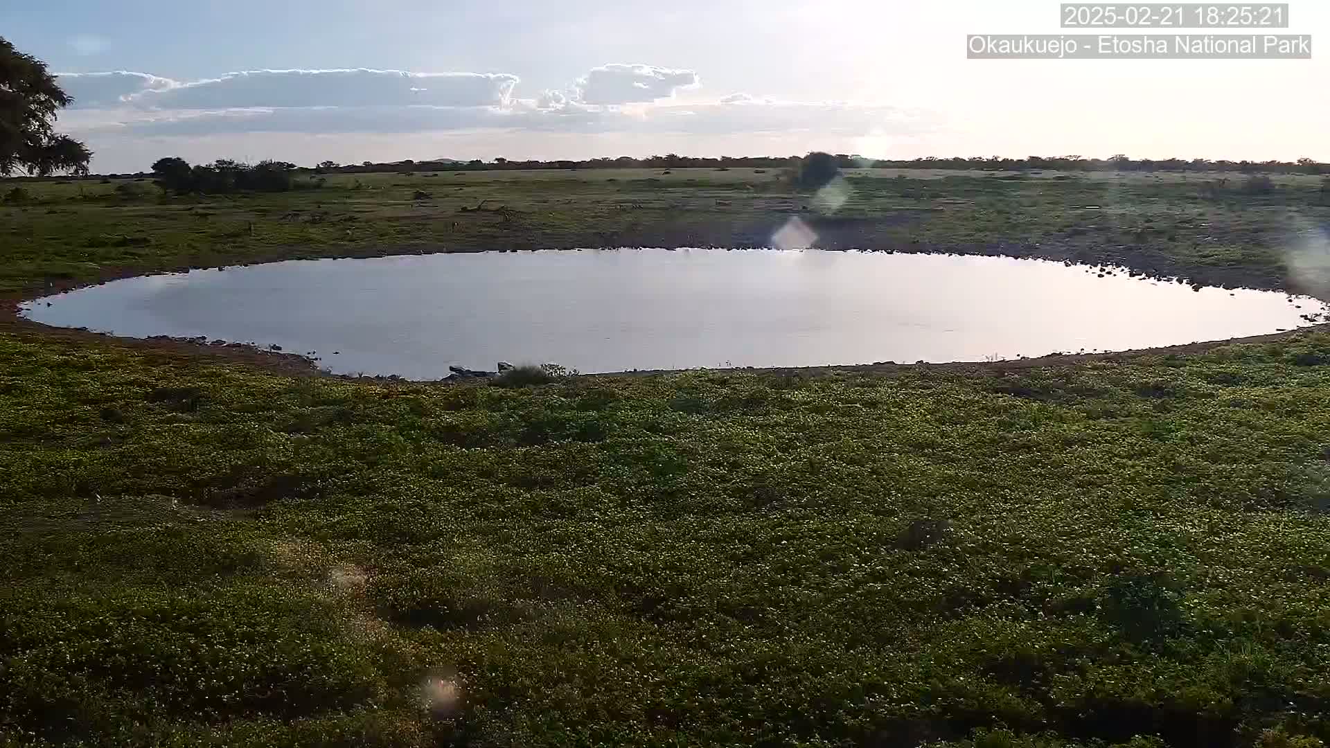 A calm, oval-shaped watering hole sits in a field of low-lying green vegetation under a partly cloudy sky.