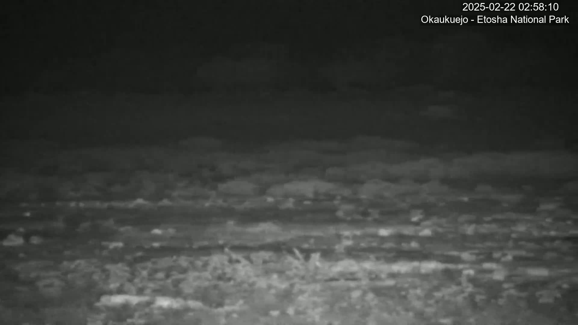 A nighttime, low-light image shows a dark, flat landscape with sparse, low-lying vegetation under a cloudy sky.