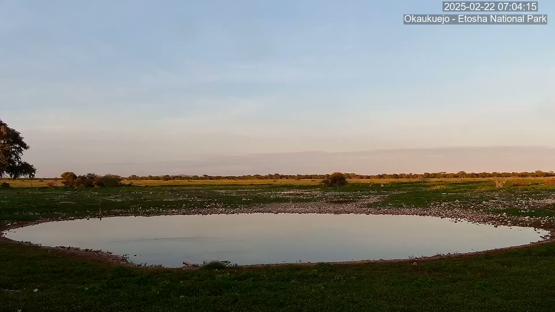 A calm, shallow pond reflects the pale sky at dawn in a grassy savanna landscape.