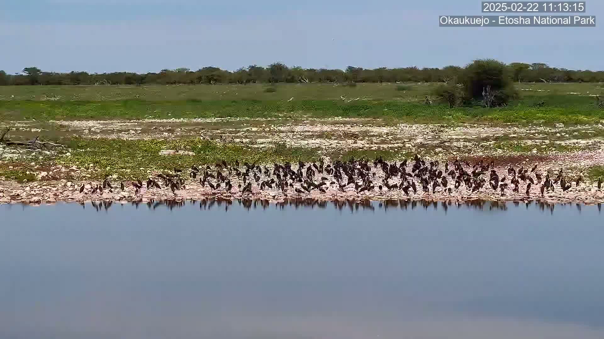 A large flock of dark birds stands along the edge of a calm body of water, in front of a flat expanse of dry, light-colored land under a clear blue sky.