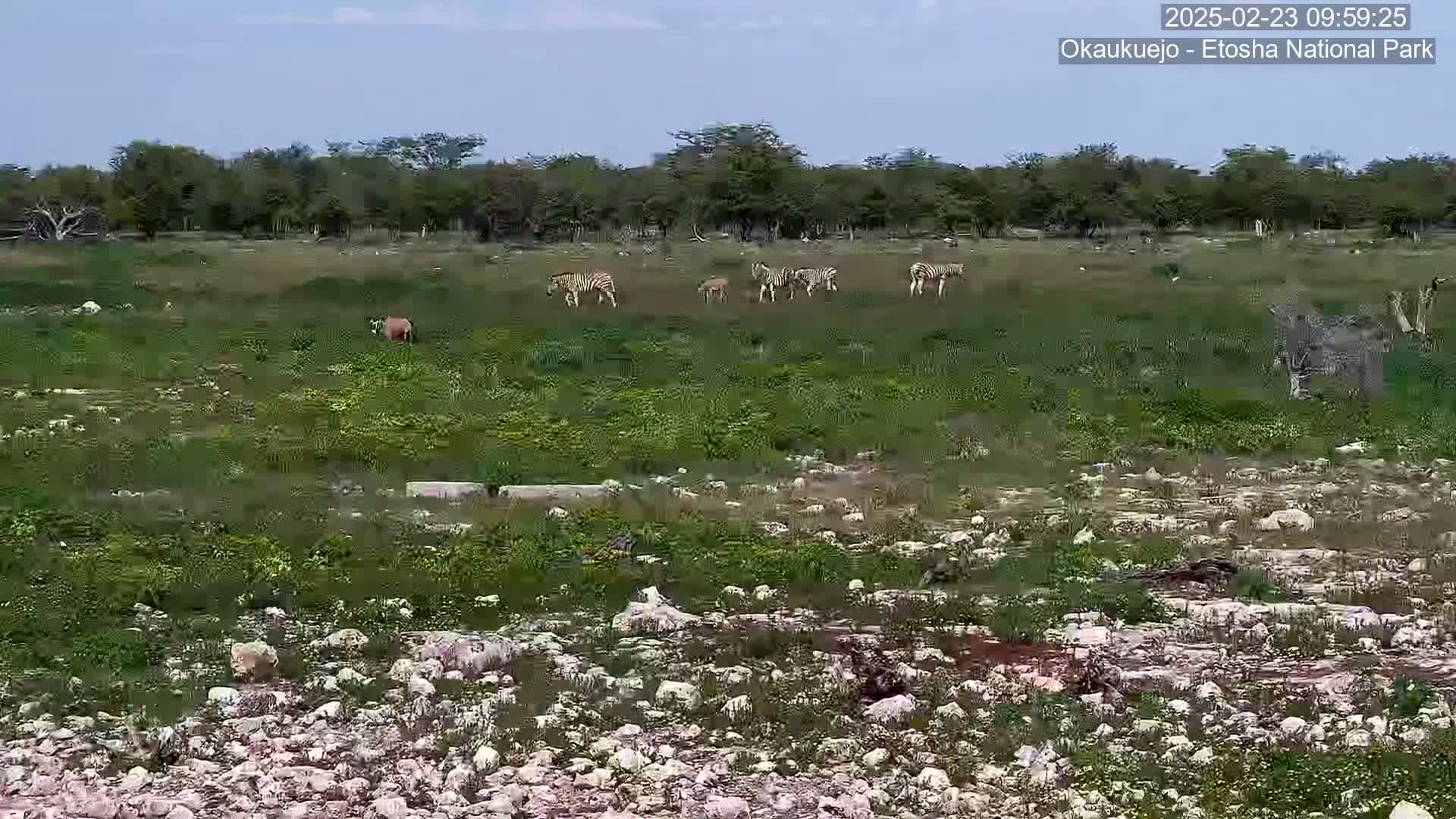 A small herd of zebras and other wildlife graze in a grassy field under a mostly clear sky.