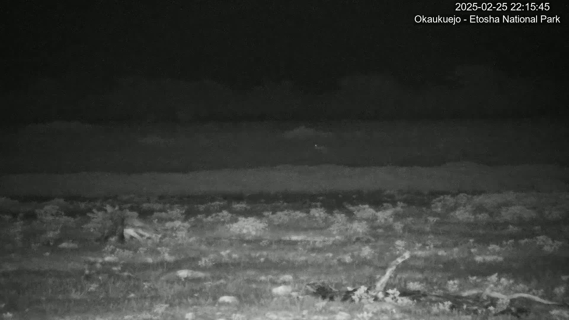 A nighttime, low-light image shows a flat expanse of low-lying vegetation under a dark sky.