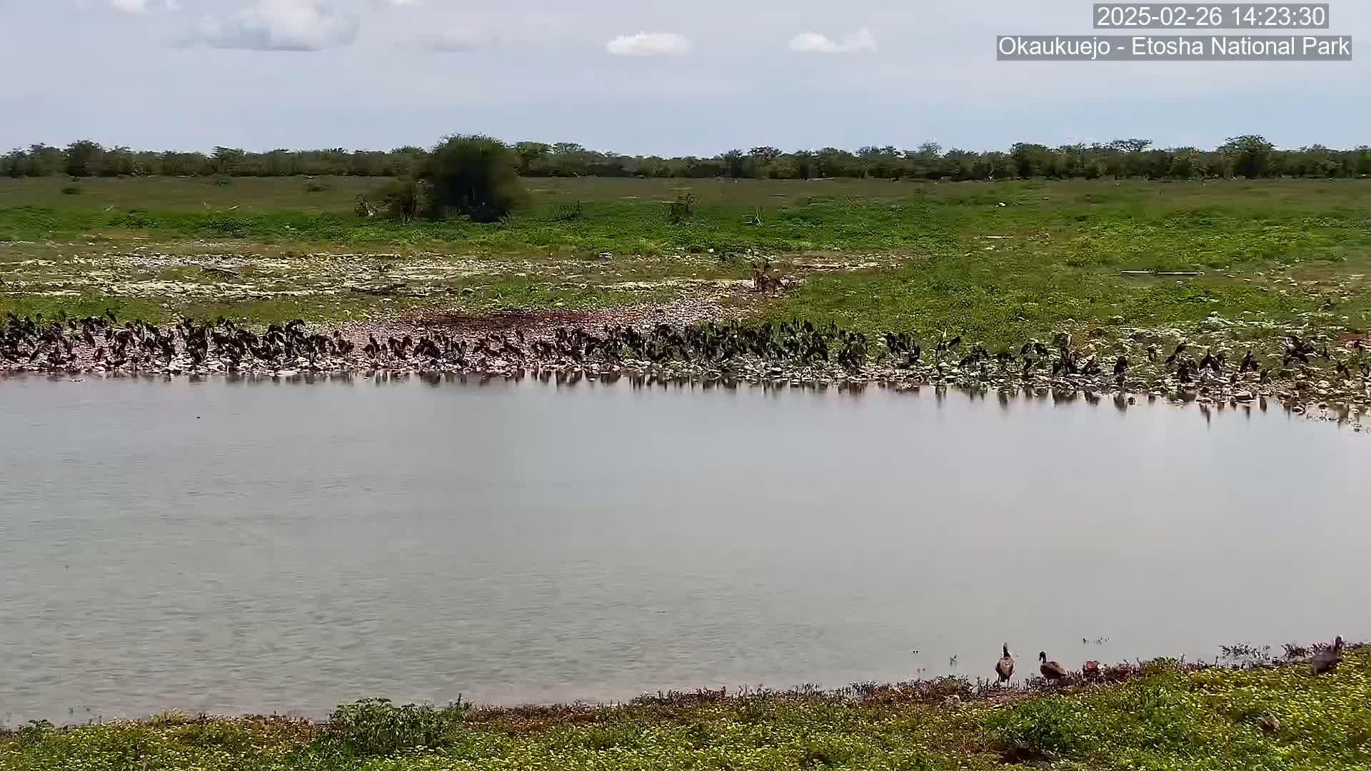 A large flock of dark-colored birds stands near a calm body of water under a partly cloudy sky.