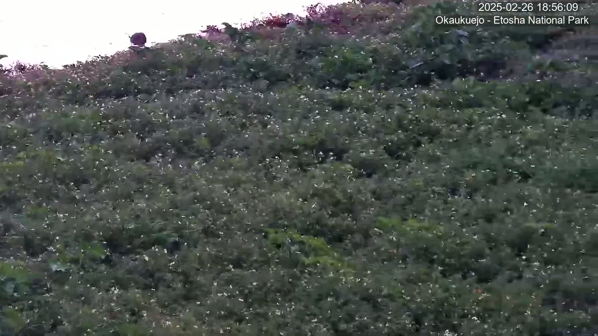 A large swarm of insects is flying over a low-lying, shrubby landscape under a bright, possibly overcast sky.