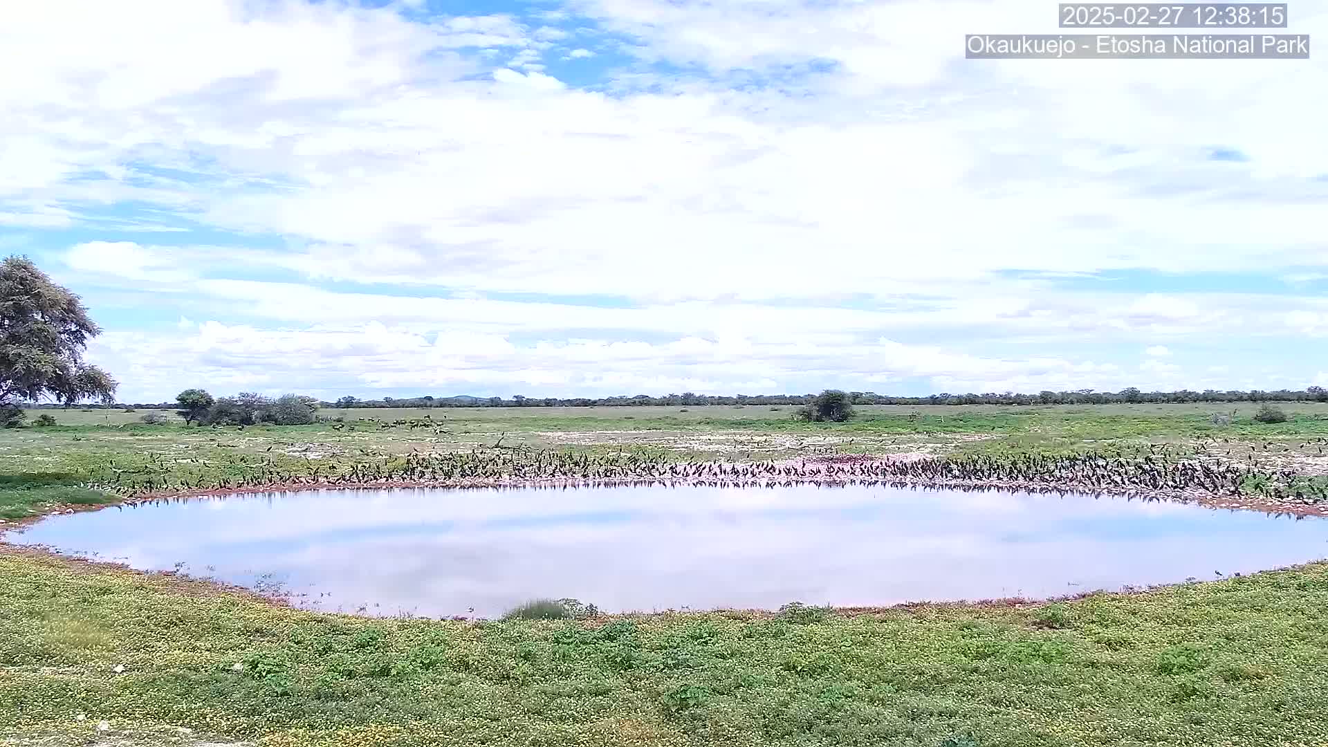 A calm, partly cloudy day reveals a tranquil watering hole surrounded by short green vegetation and a flock of birds gathered at its edge, set against a backdrop of flat, grassy plains.