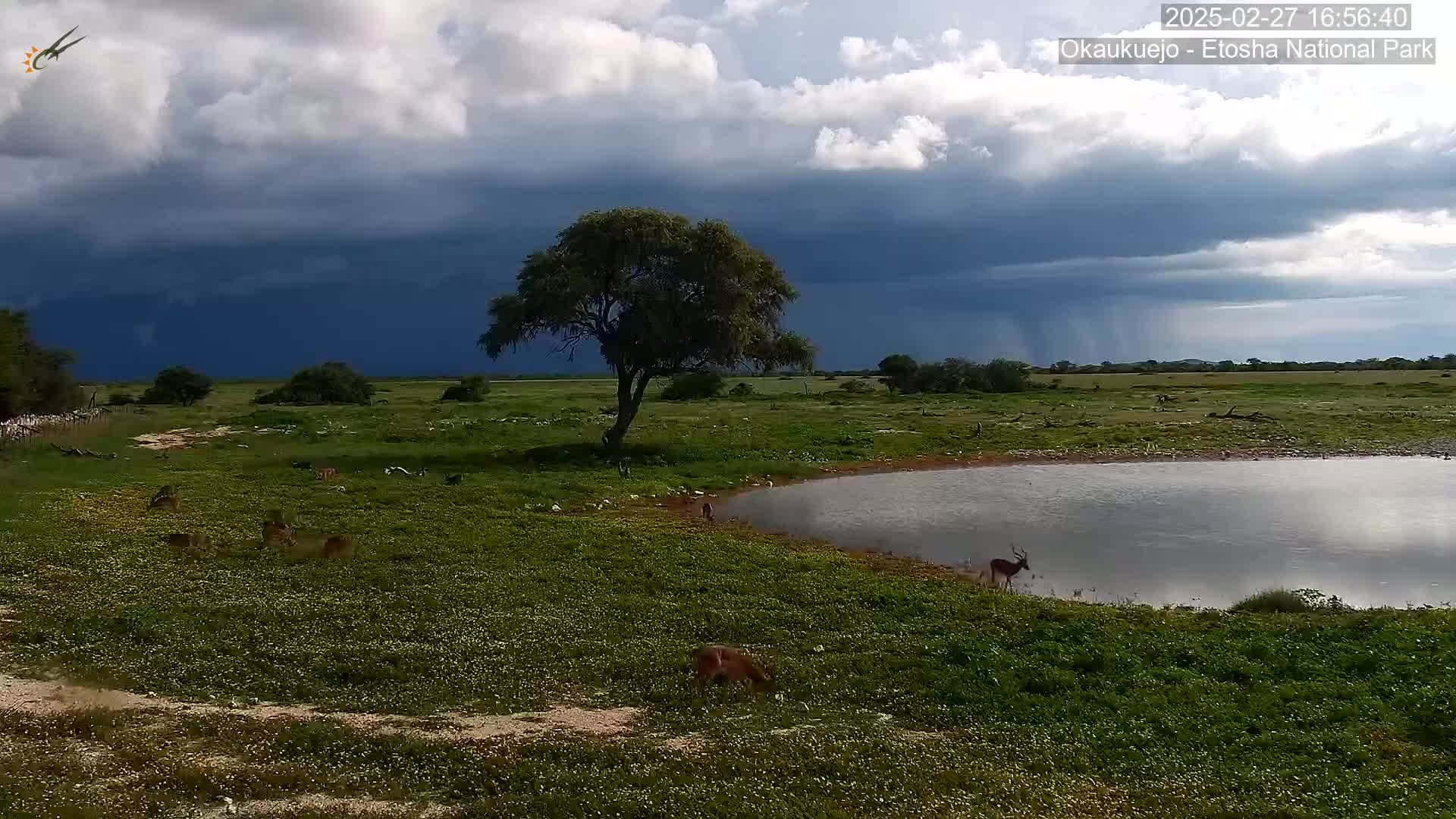 A grassy plain with several antelope near a watering hole under a dark, stormy sky with rain falling in the distance.