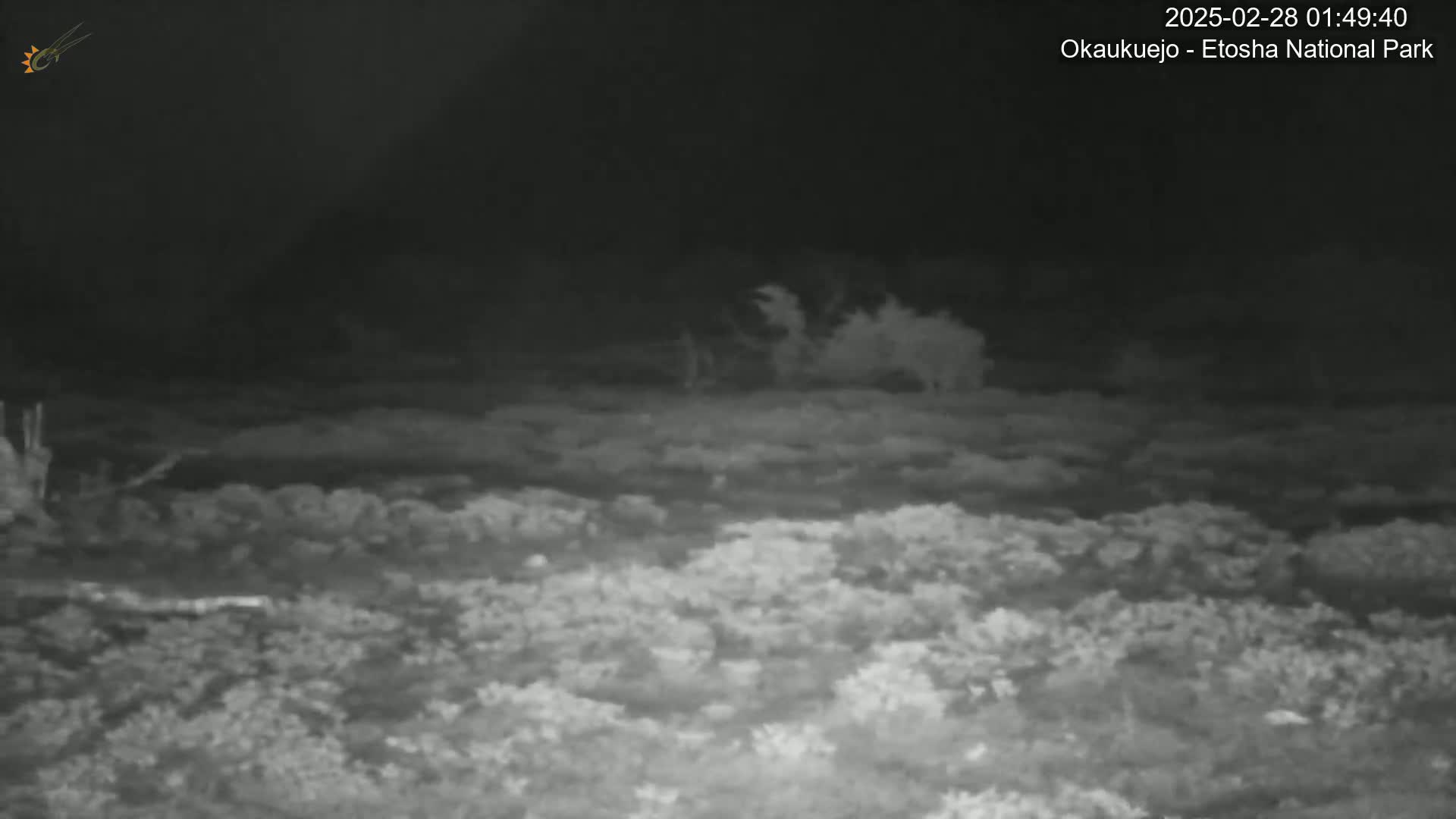 A nighttime, low-light image shows a dark, flat landscape of low-lying vegetation under a mostly cloudy sky.