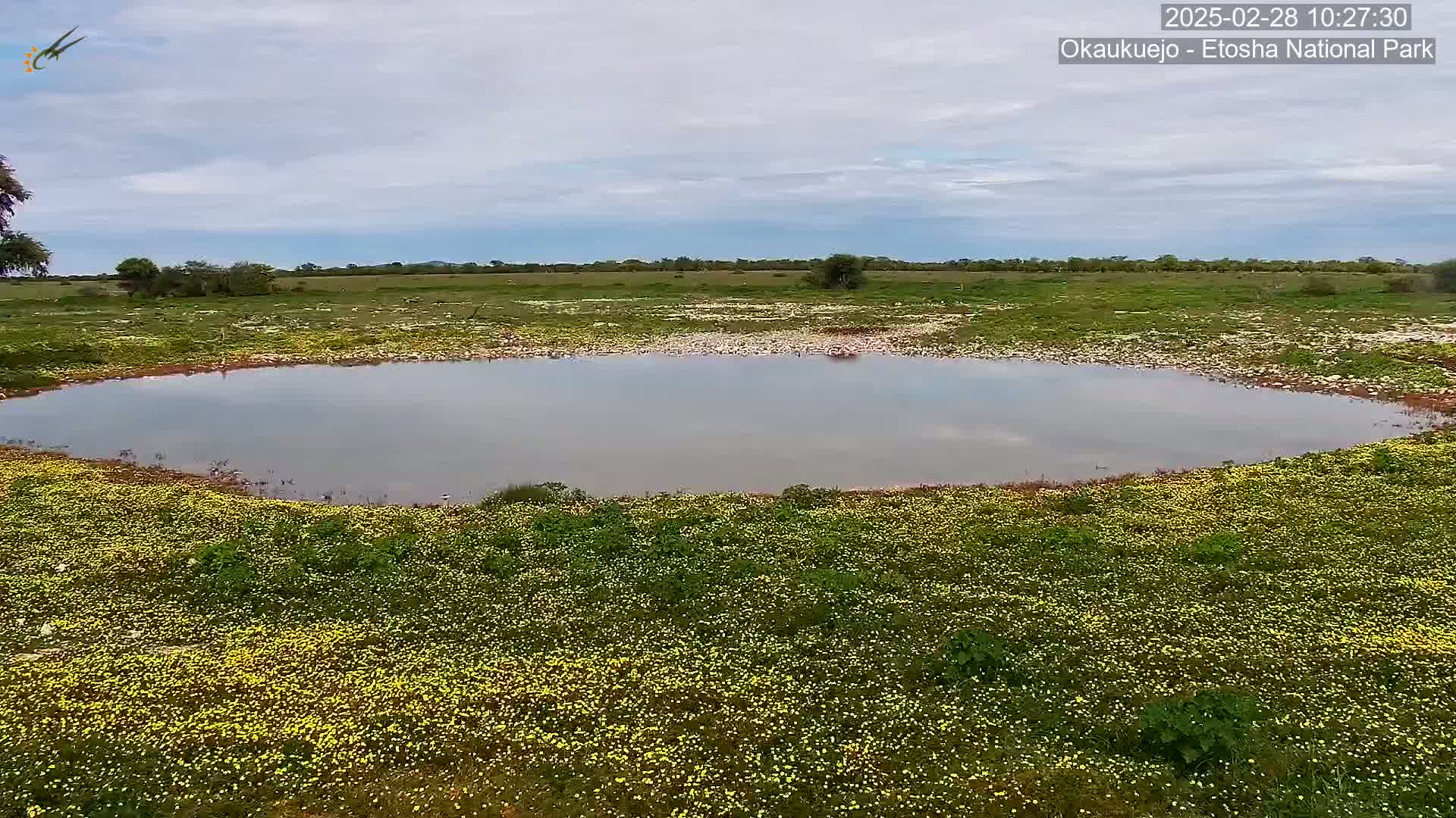 A calm, still body of water sits in the center of a field of small, yellow flowers under a mostly cloudy sky.