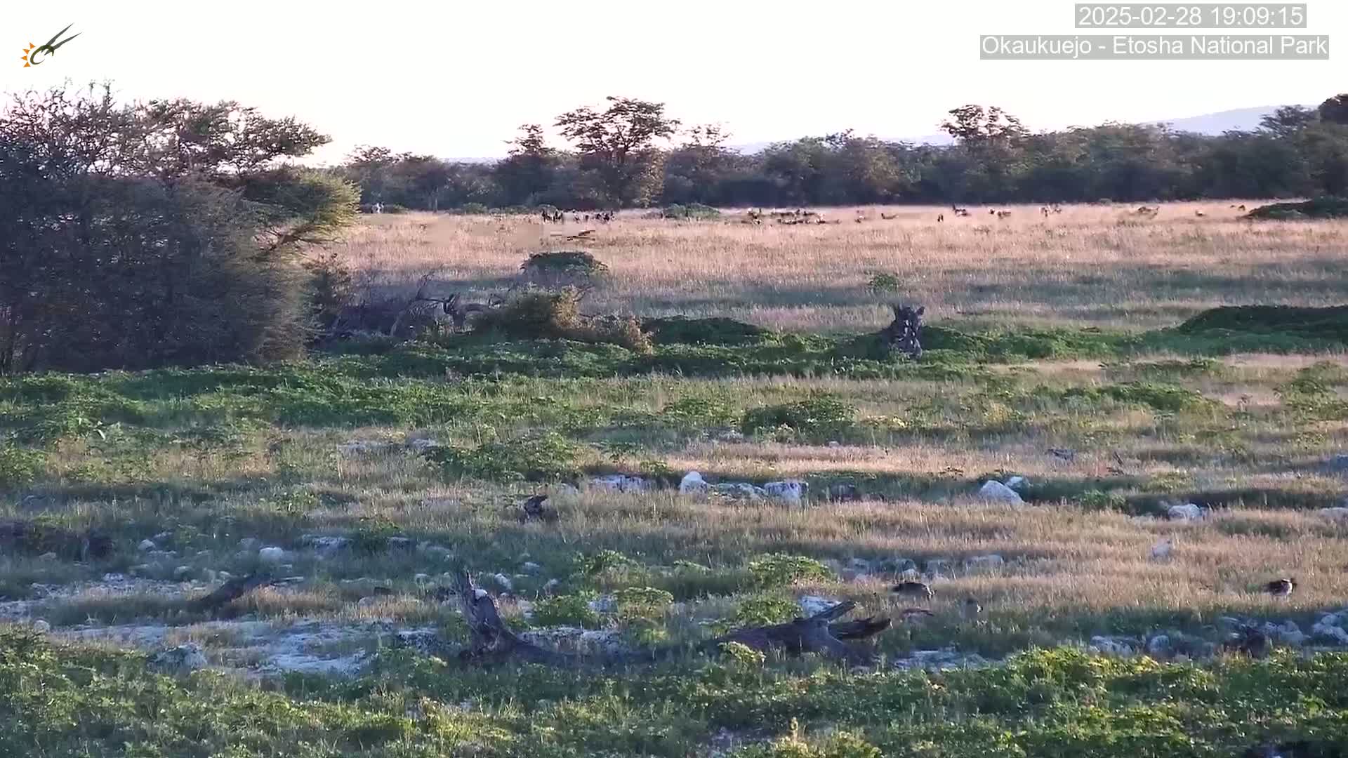 A herd of animals grazes in a dry, grassy field under a clear, dusky sky.
