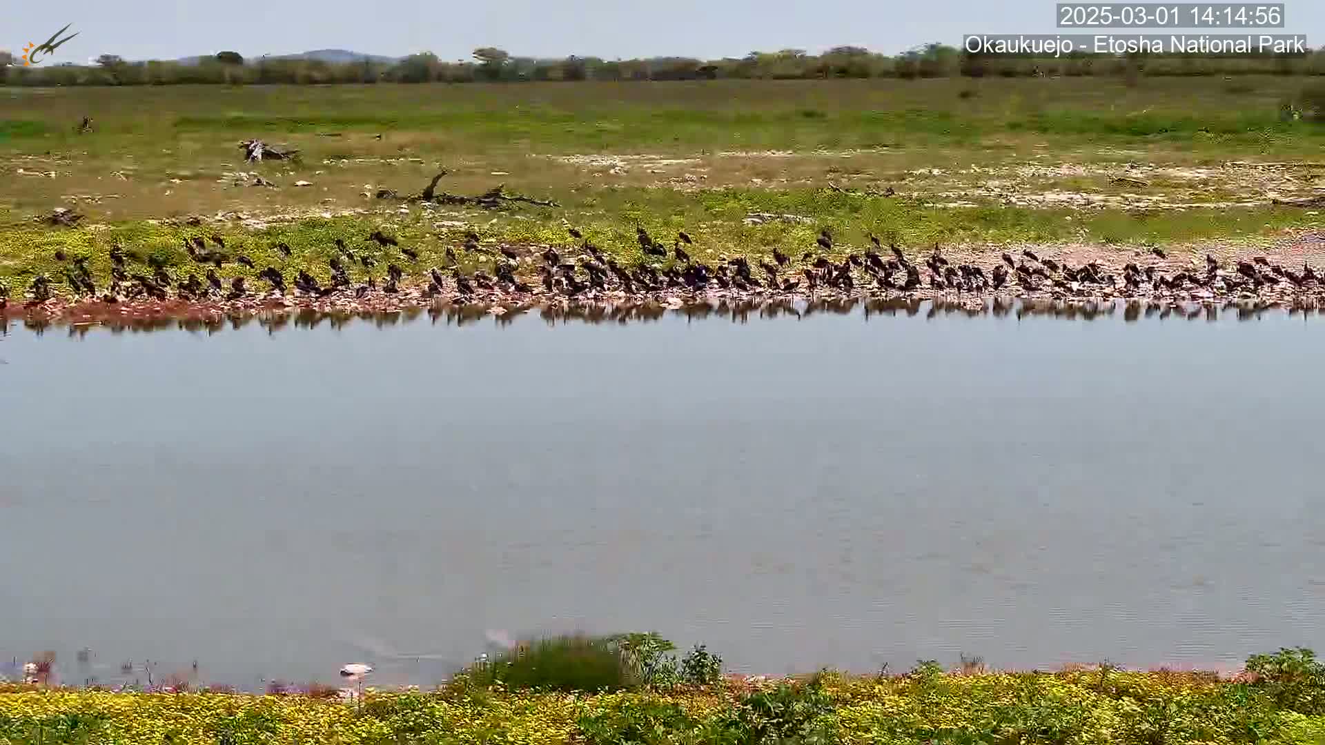 A large flock of dark birds is gathered along the edge of a calm body of water, surrounded by grassy plains under a mostly clear sky.