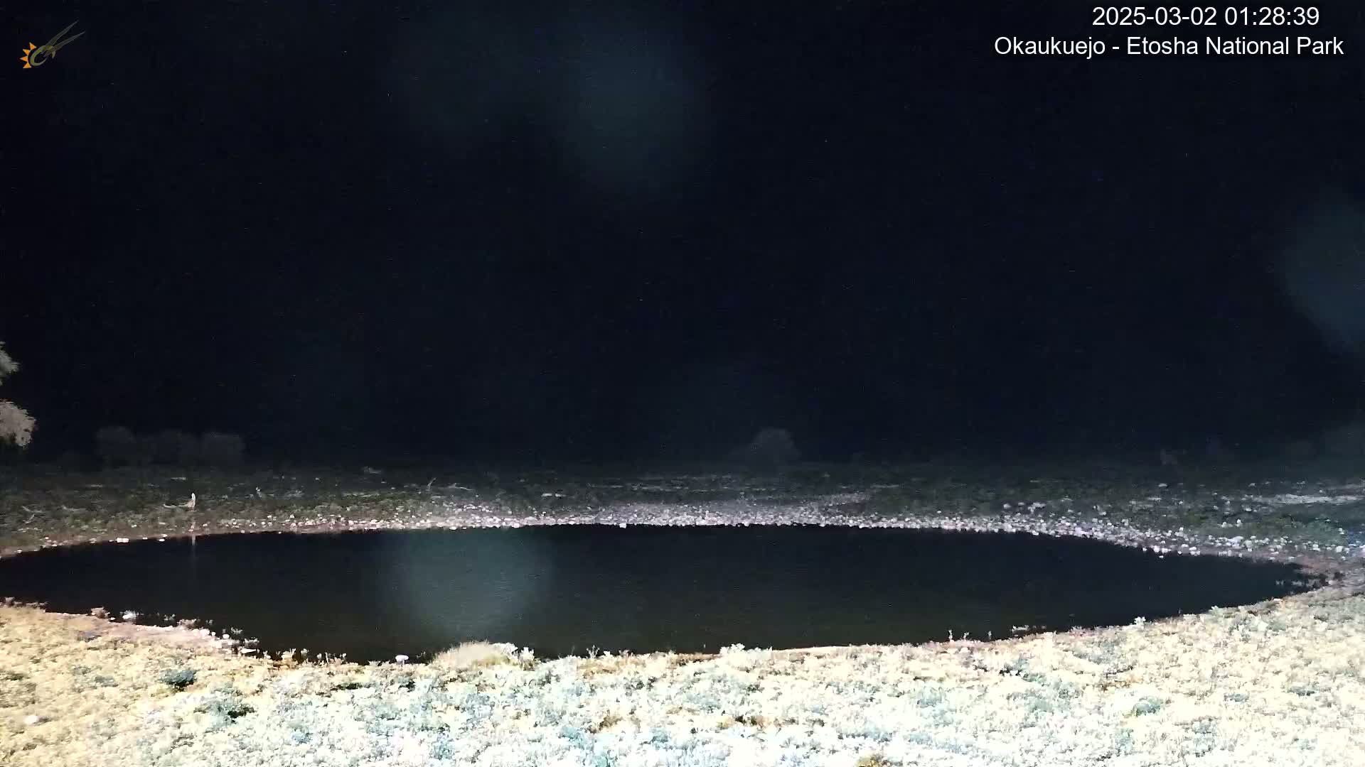 A dark, still body of water is surrounded by sparse, light-colored vegetation under a night sky.