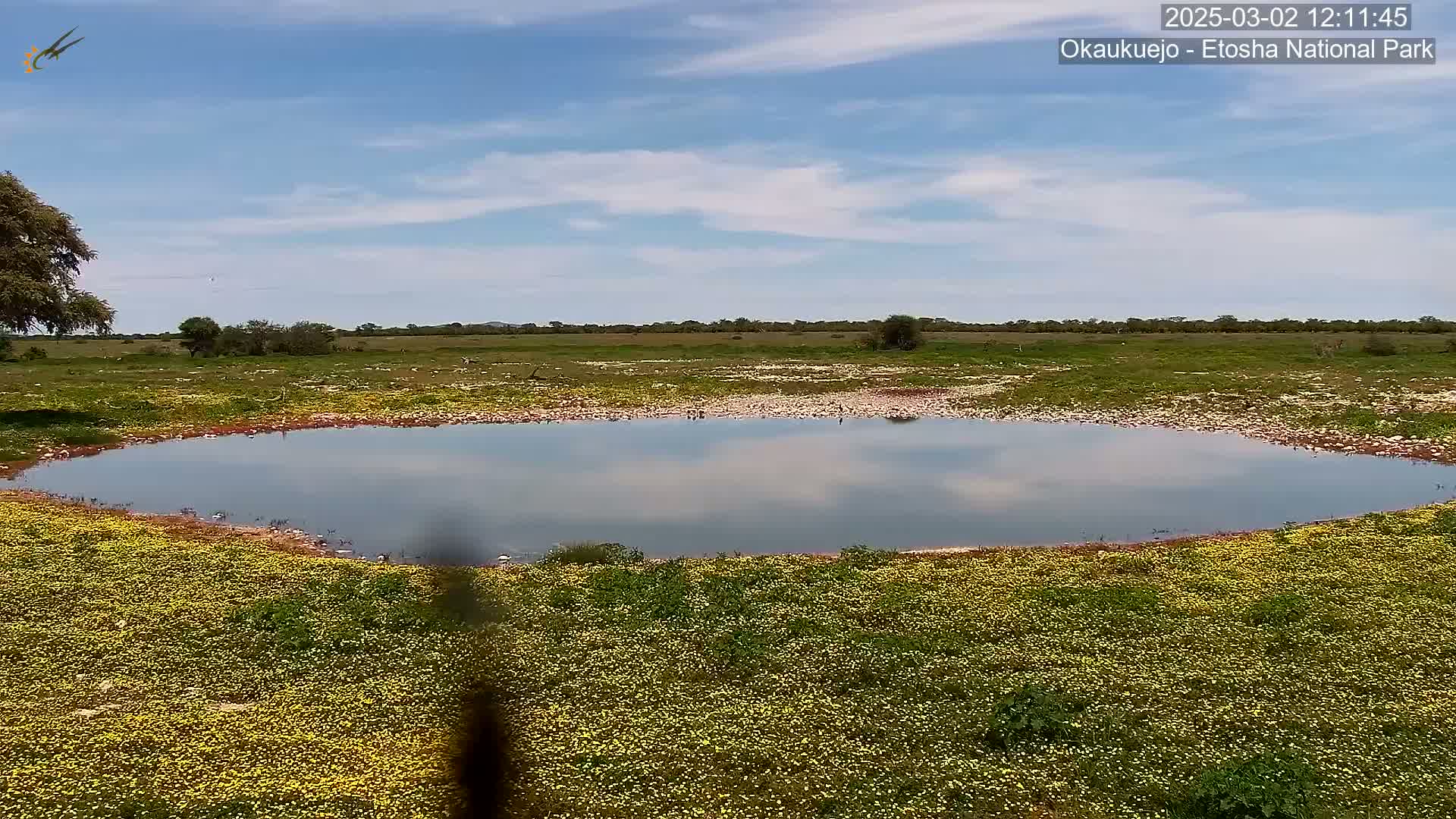 A calm, shallow body of water reflecting the partly cloudy sky is surrounded by a field of yellow wildflowers under a mostly sunny sky.