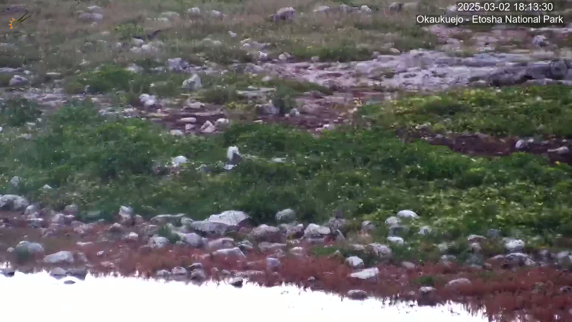 A rocky, grassy area with sparse vegetation near a body of still water is shown under overcast conditions.
