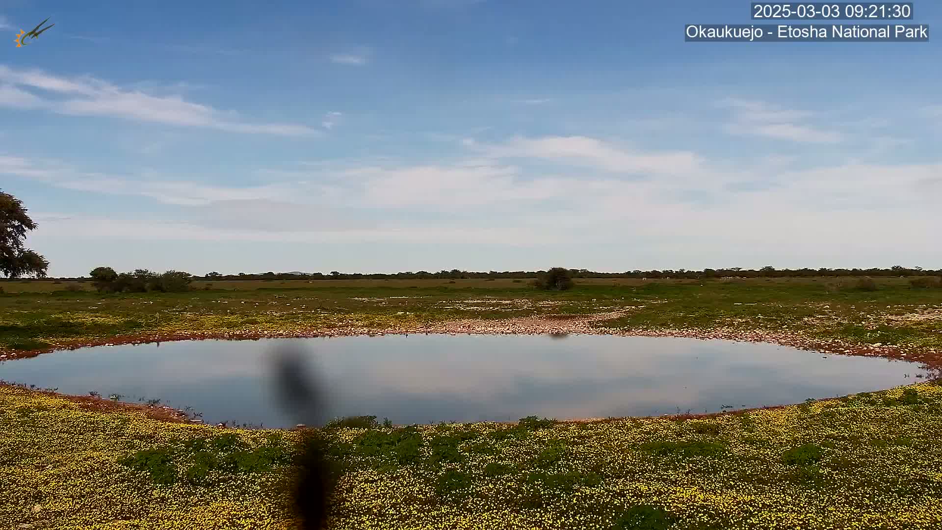 A calm, still body of water surrounded by a field of yellow flowers under a mostly clear, blue sky.