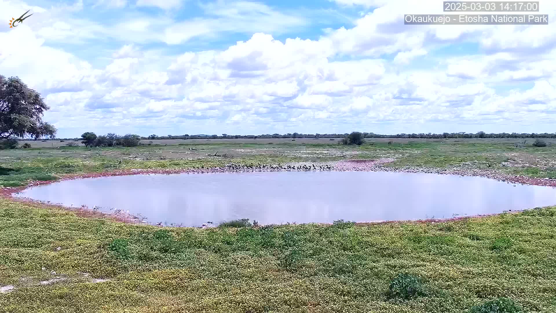 A calm body of water surrounded by flowering yellow-green grass under a partly cloudy sky.